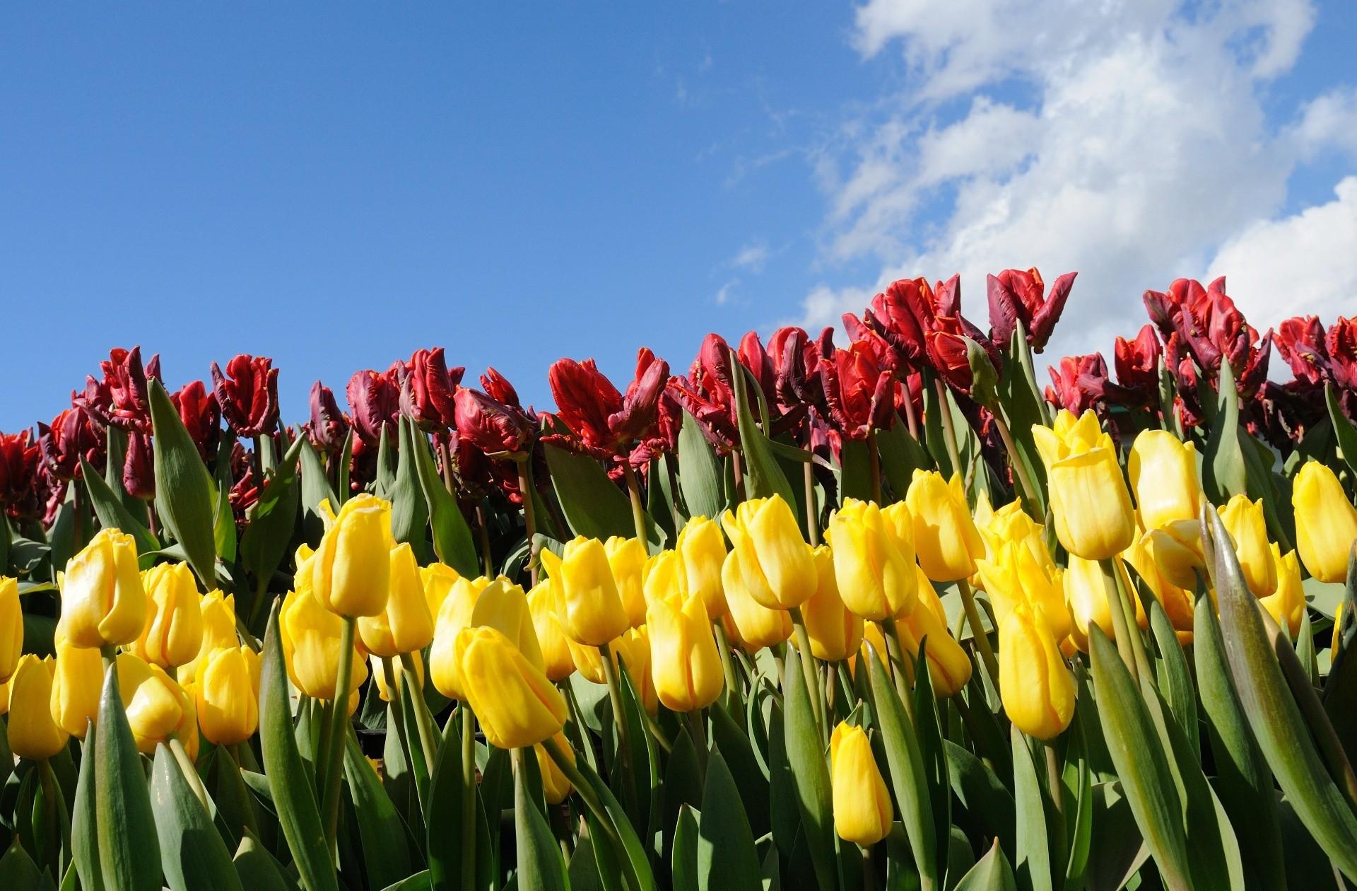 1080p pic tulips, flowerbed, flowers, sky