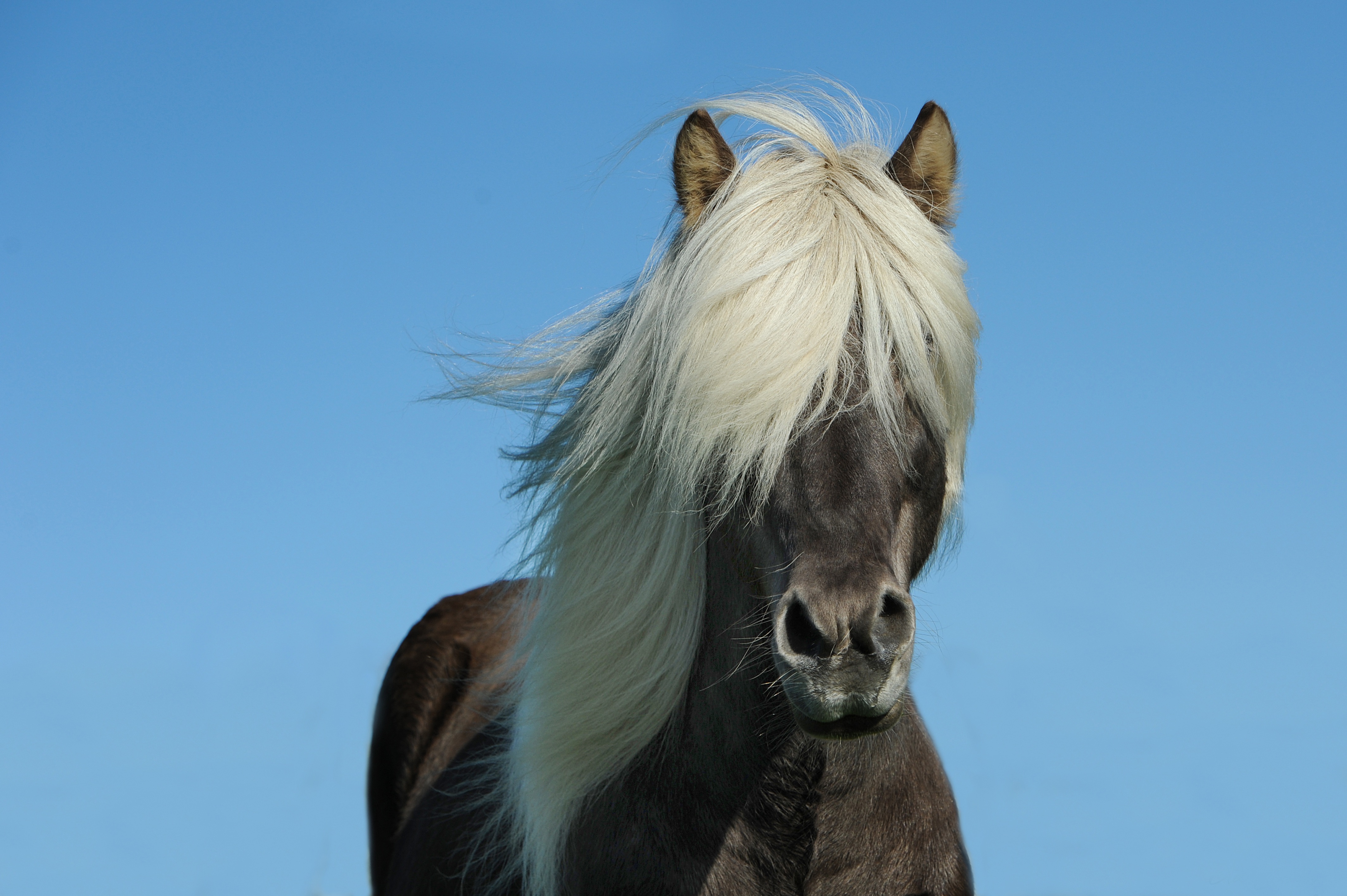 89719 Hintergrundbild herunterladen tiere, sky, mähne, pferd, islandpferd - Bildschirmschoner und Bilder kostenlos