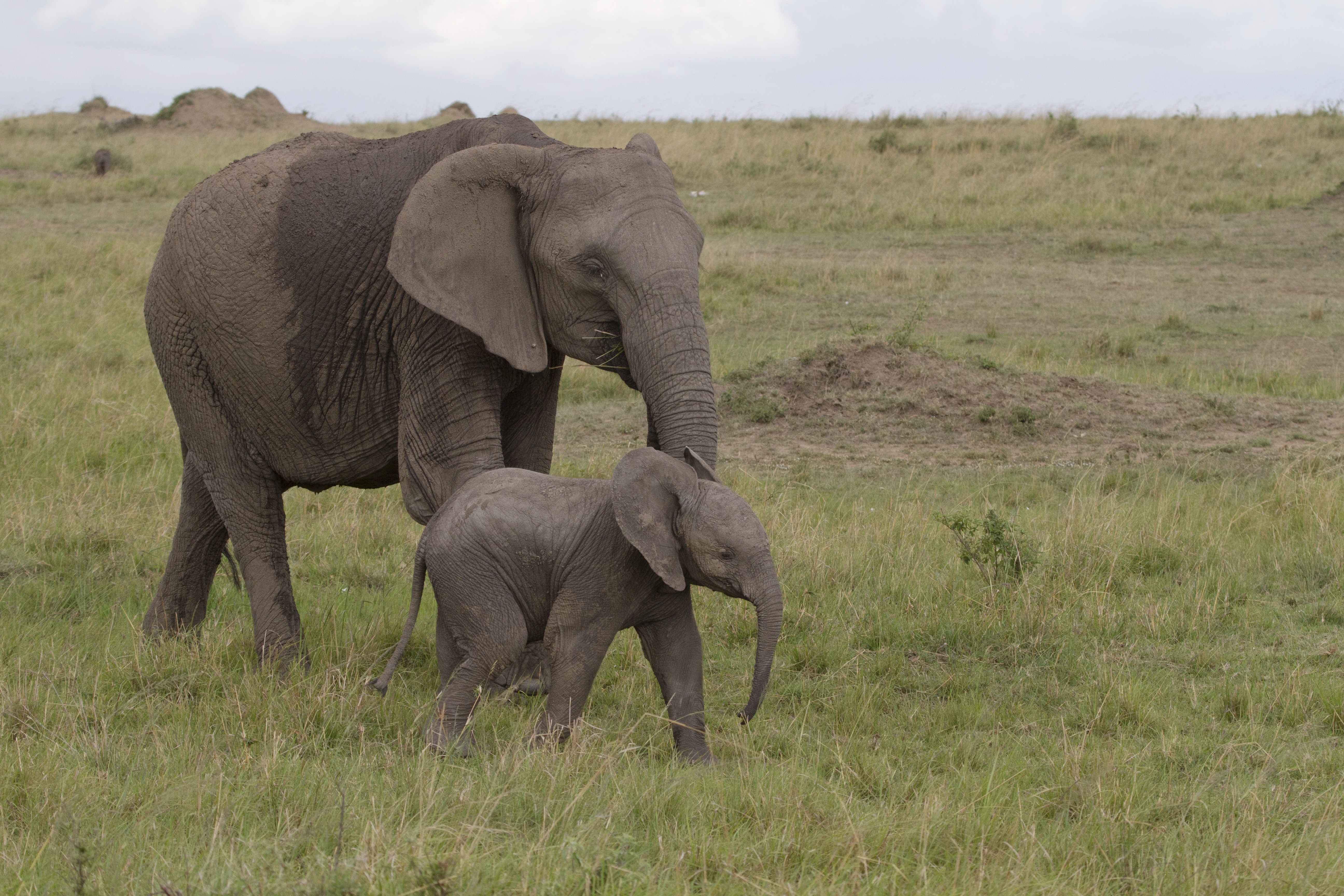 147183 Bildschirmschoner und Hintergrundbilder Afrika auf Ihrem Telefon. Laden Sie tiere, elefanten, elefantenkalb, baby elefant Bilder kostenlos herunter