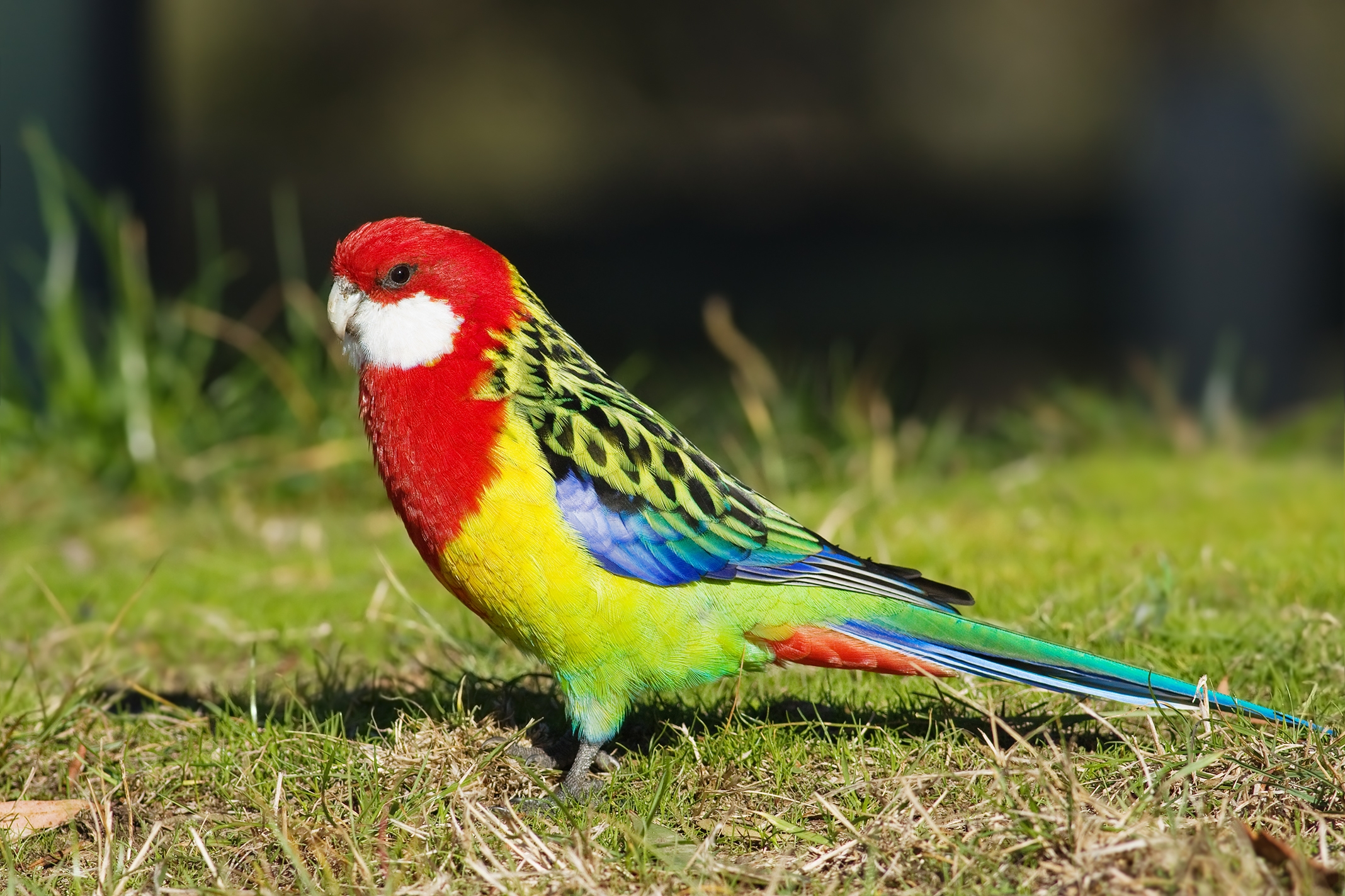 Laden Sie das Farbe, Tiere, Grass, Papageien, Vogel-Bild kostenlos auf Ihren PC-Desktop herunter