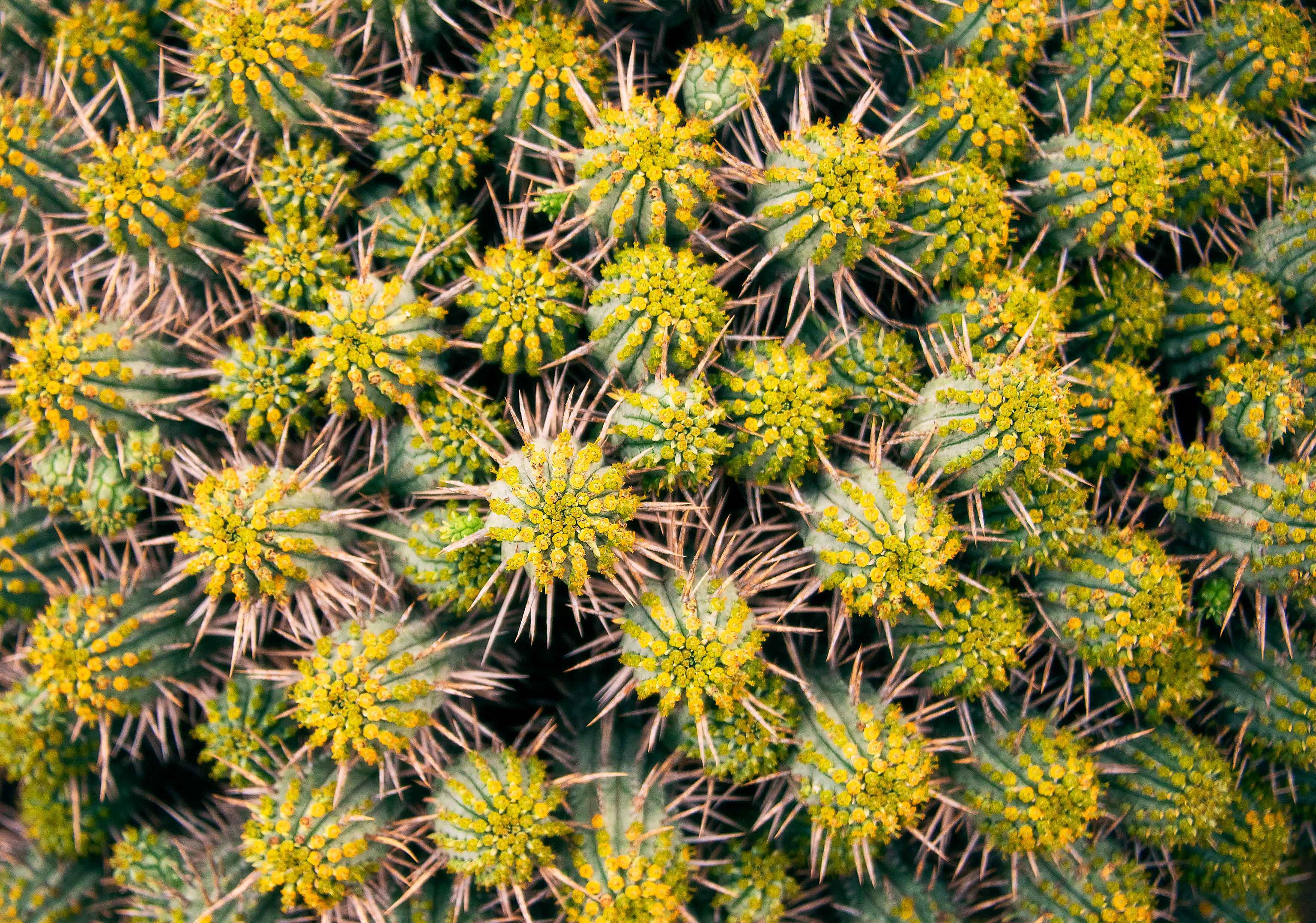 prickles, thorns, nature, plant Free Pure 4K Ultra