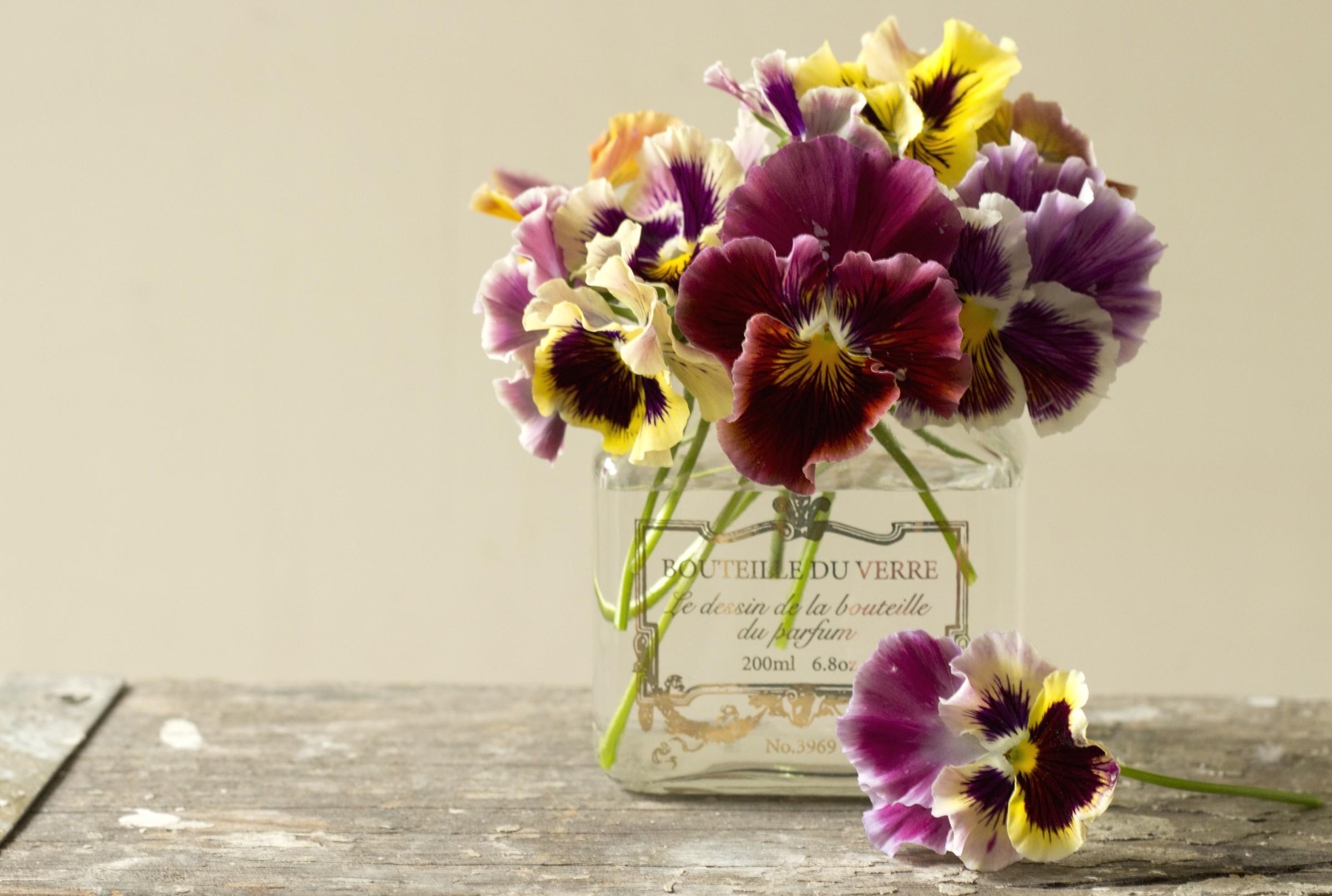Handy-Wallpaper Blumen, Stiefmütterchen, Bank, Strauß, Bouquet, Jar kostenlos herunterladen.