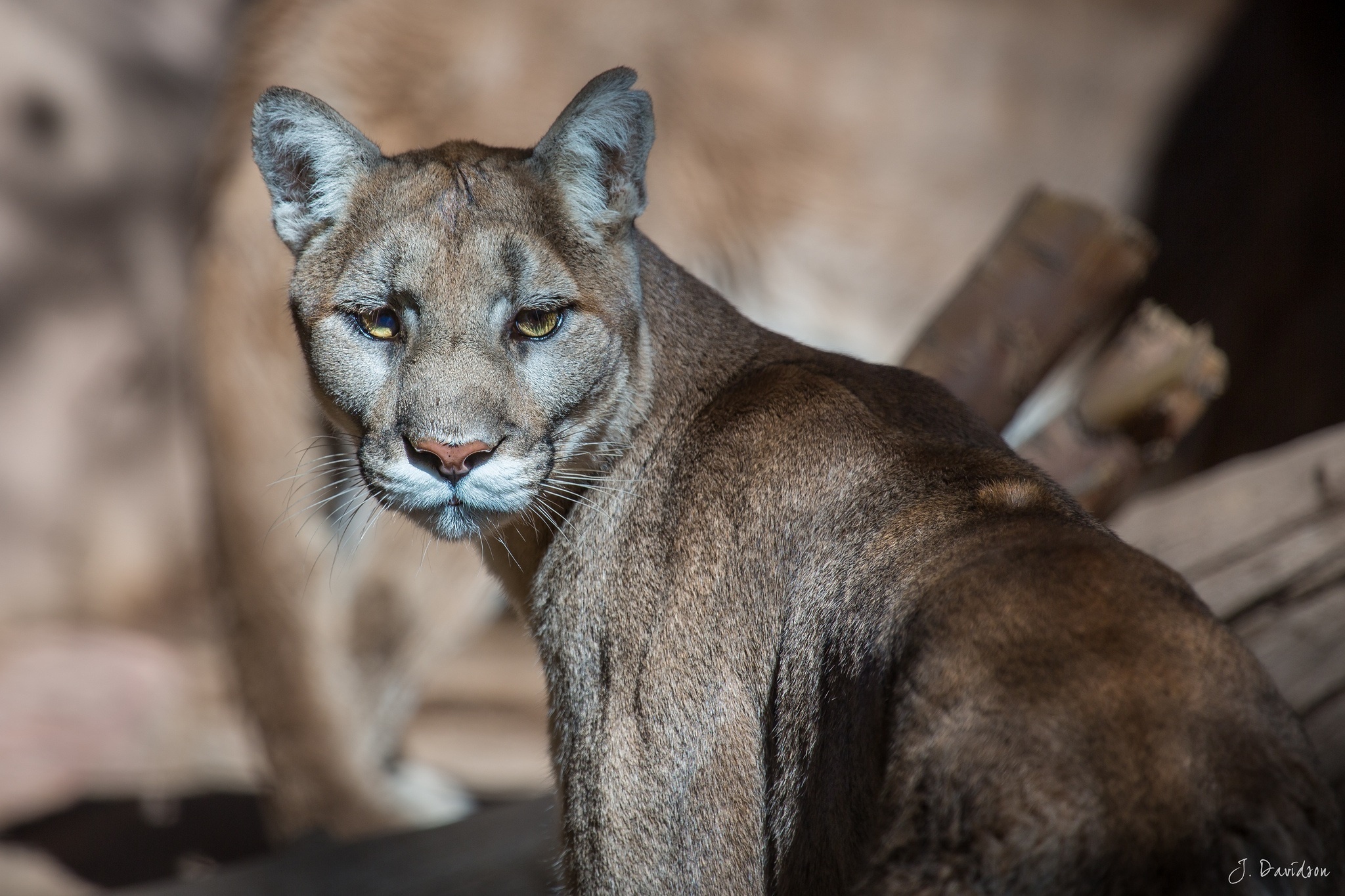 93135 Hintergrundbilder und Cougar Bilder auf dem Desktop. Laden Sie mountain lion, predator, tiere, raubtier Bildschirmschoner kostenlos auf den PC herunter