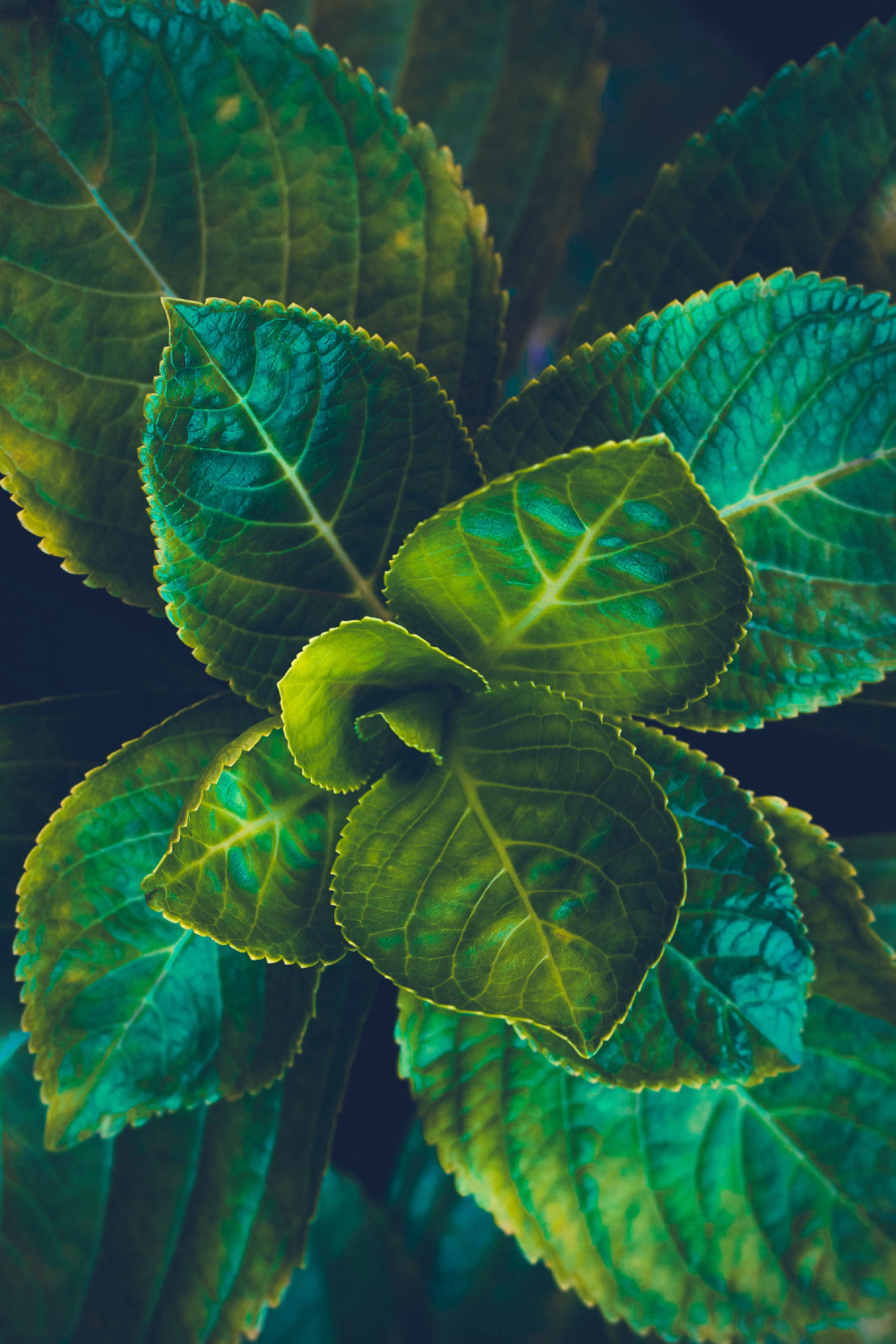 Widescreen image green, leaves, macro, plant