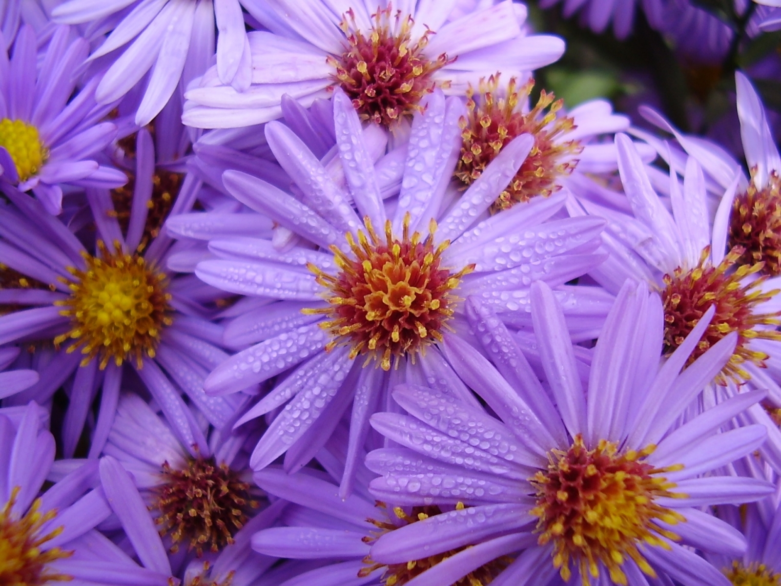251 下載圖片 植物, 花卉, 紫罗兰色 - 免費壁紙和屏保
