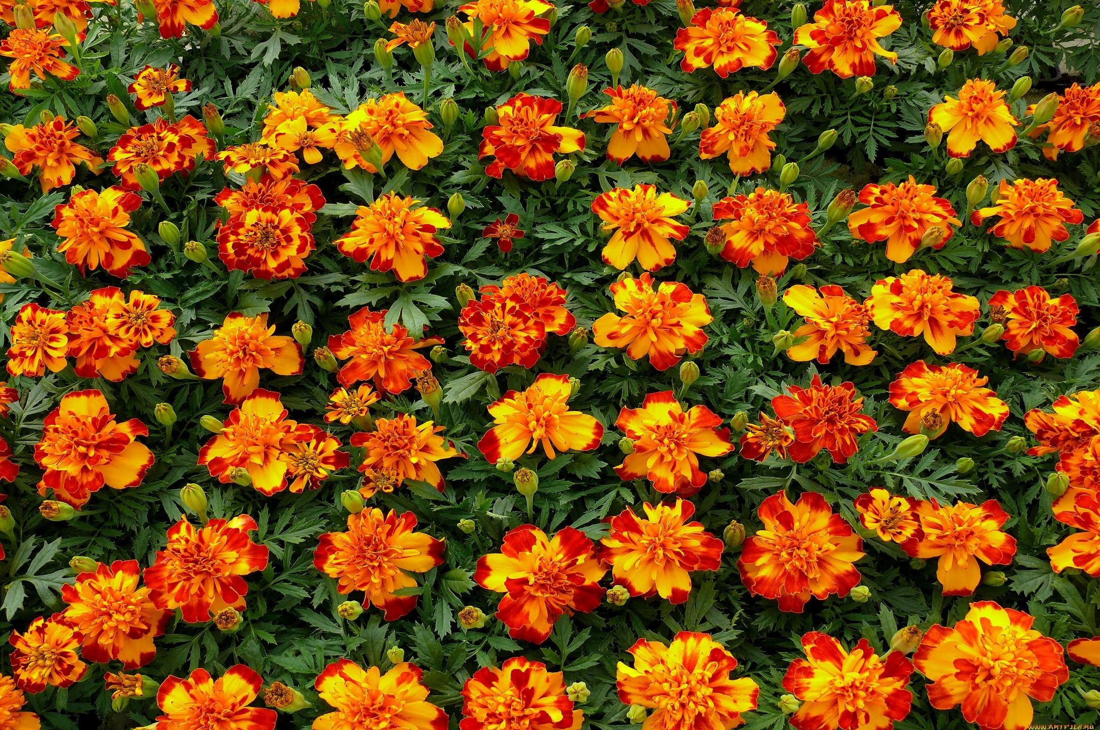 1080p pic velvet, flower bed, barhotki, flowerbed