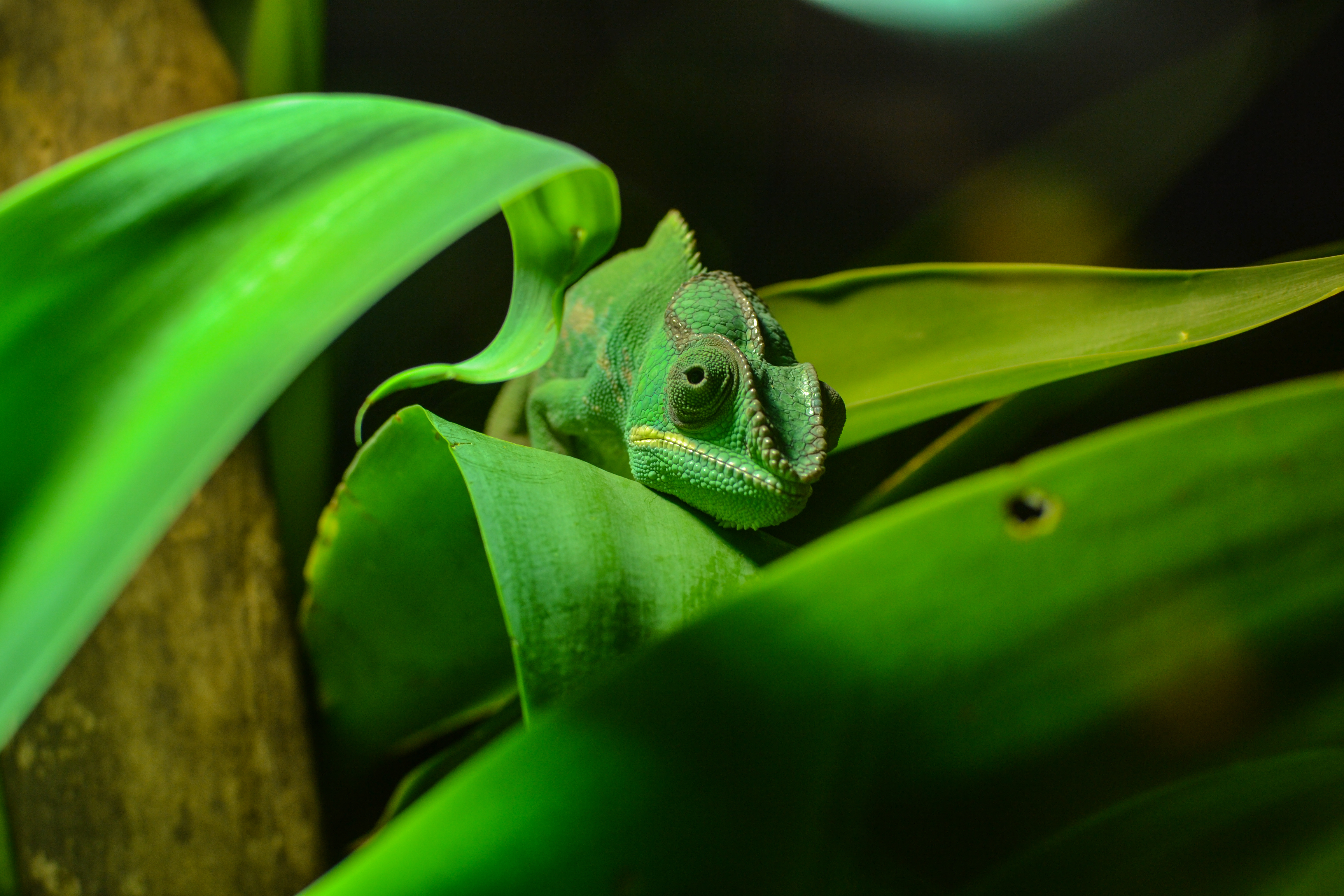 92762 download wallpaper animals, color, foliage, reptile, disguise, camouflage, chameleon screensavers and pictures for free