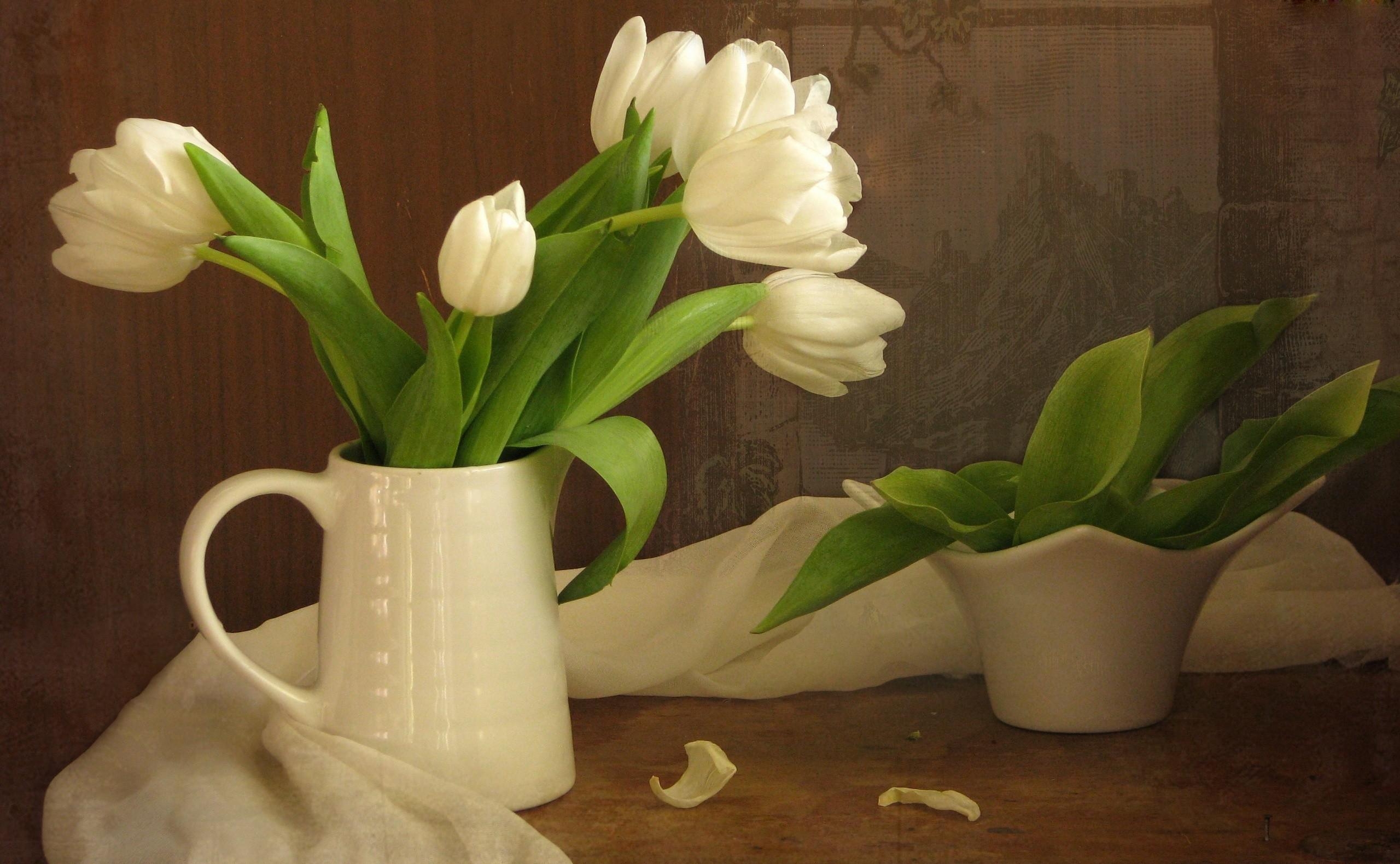 Free Images  Tulips