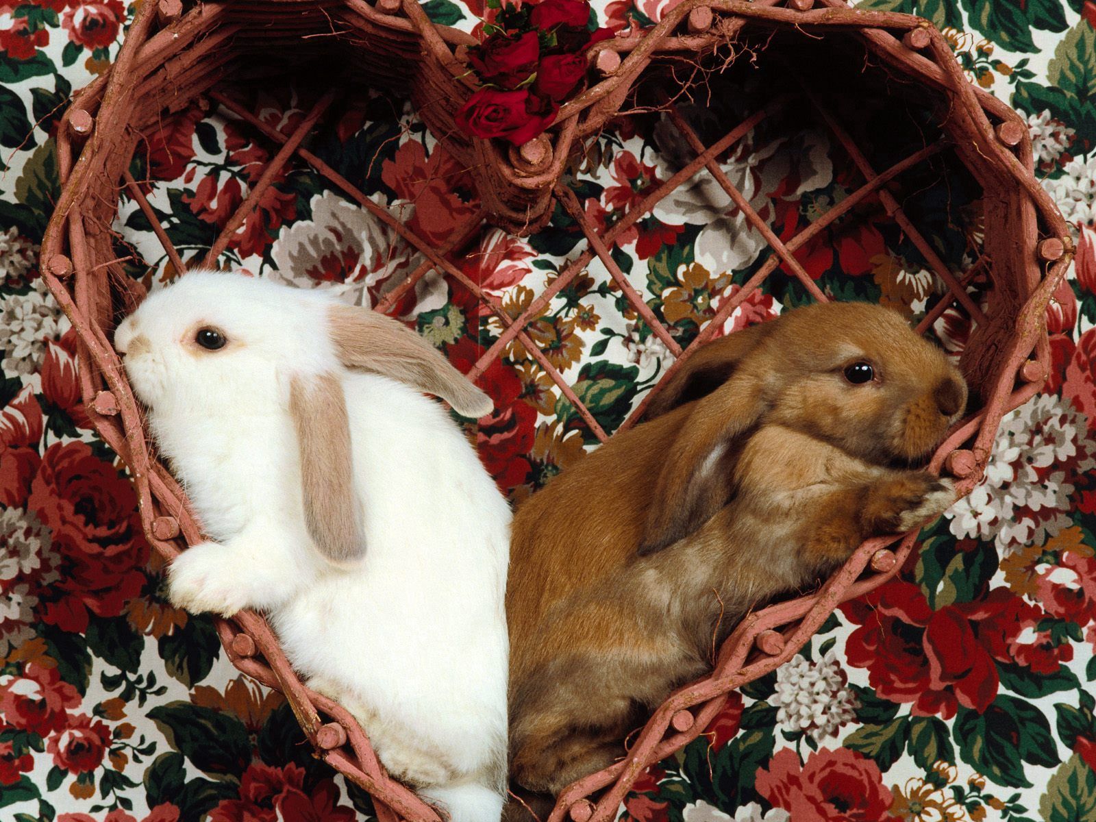 Hintergrundbild für Handys: Flauschige, Ohren, Tier, Hase, Tiere