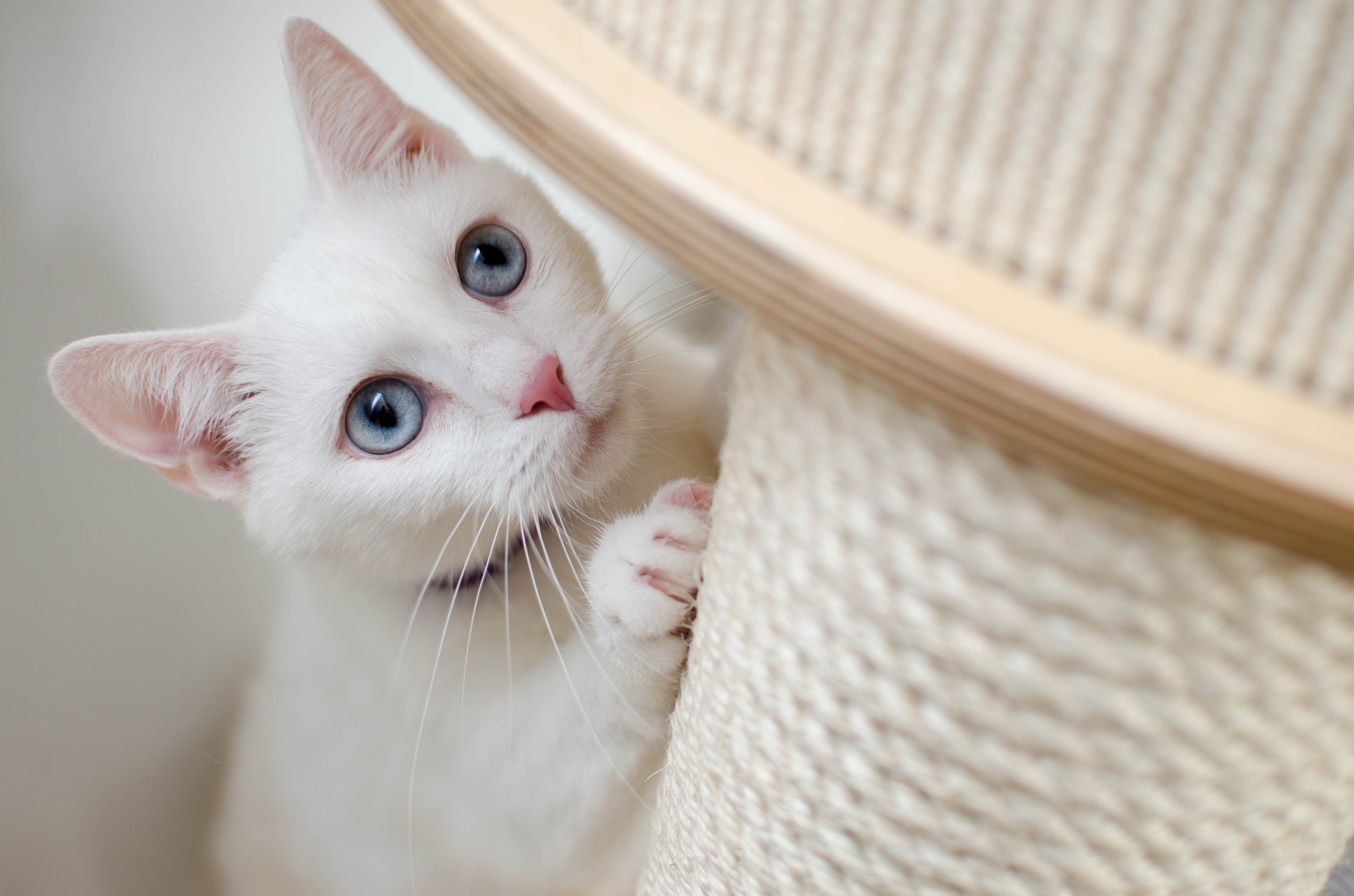 Белая кошка с голубыми глазами когтеточка 1920х1080