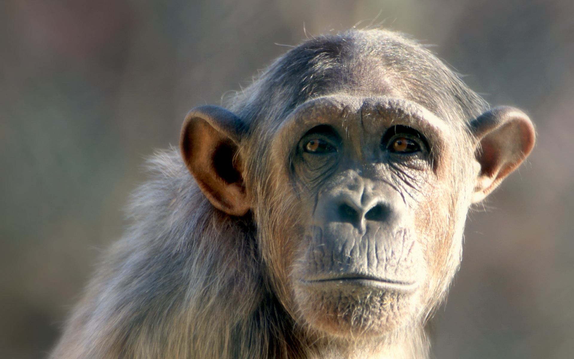 HD desktop wallpaper: Monkeys, Monkey, Animal, Chimpanzee download free  picture #288375