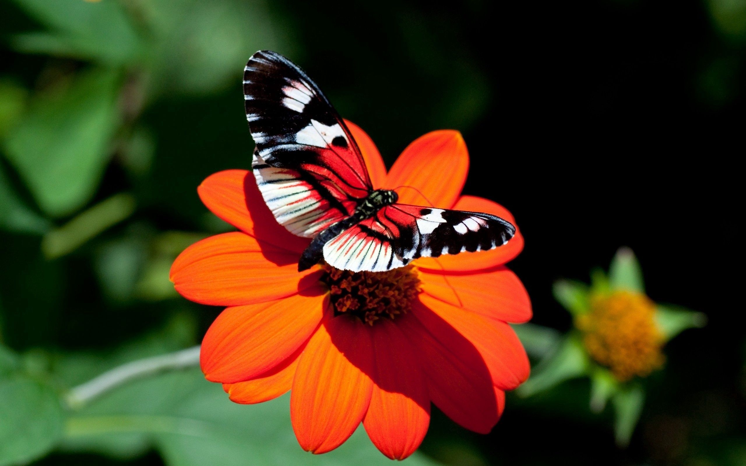 89887 скачать обои цветок, бабочка, макро, полет, крылья - заставки и картинки бесплатно