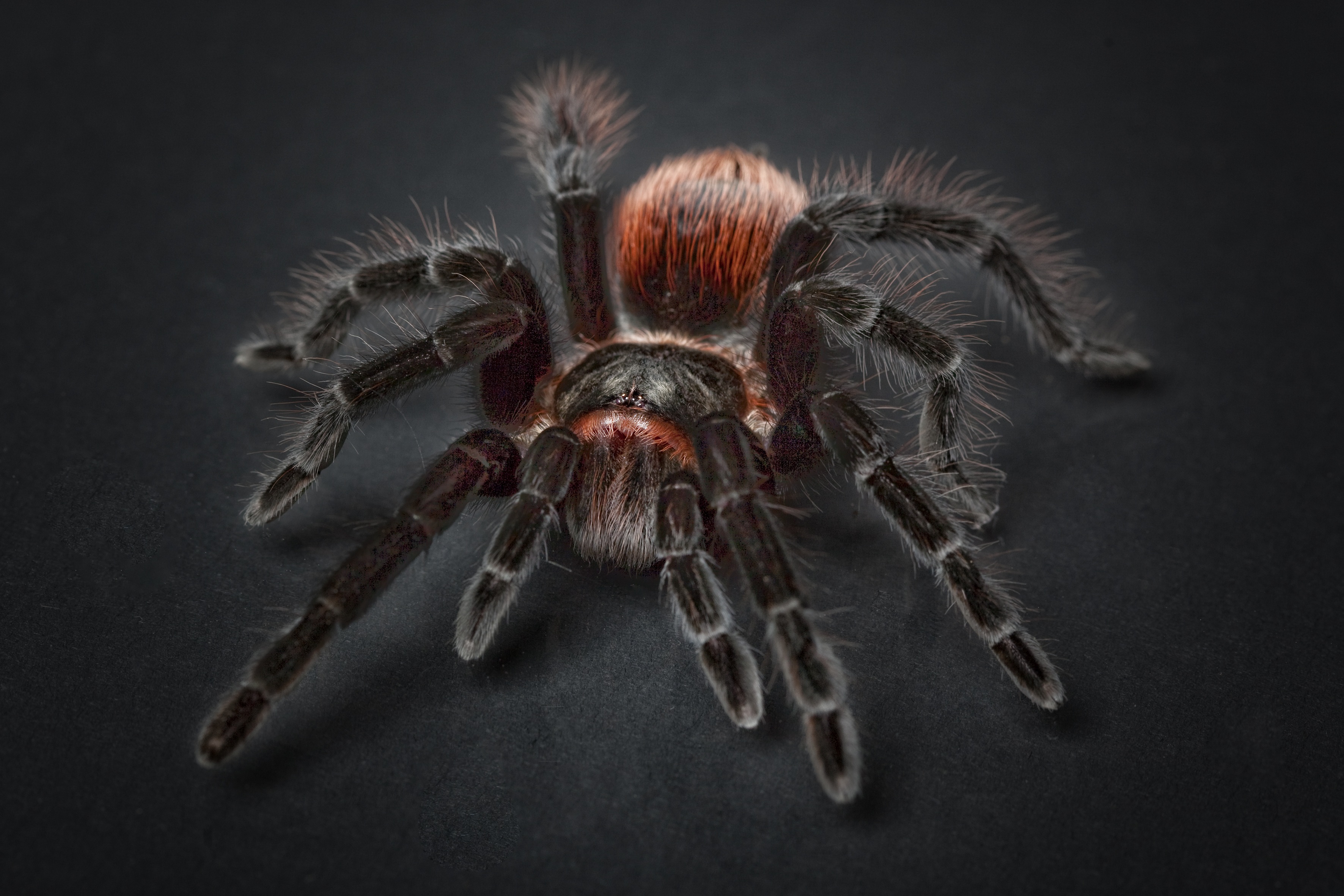 93483 Hintergrundbild herunterladen tiere, spinne, tarantel, tarantula, arachnophobia, spinnenphobie, tarantel-spinne - Bildschirmschoner und Bilder kostenlos