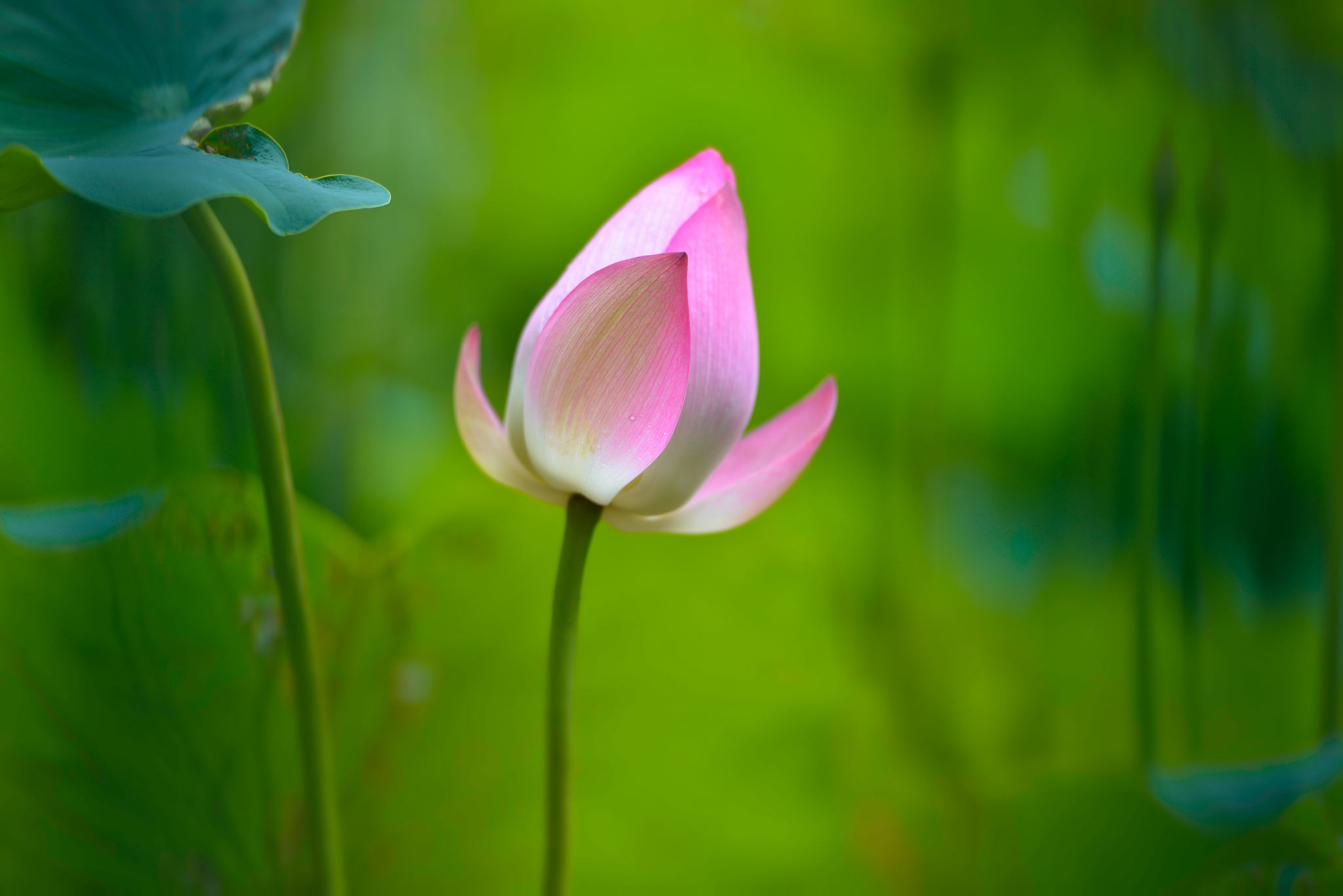 Mobile wallpaper: Lotus, Flowers, Earth, 312383 download the picture for  free.