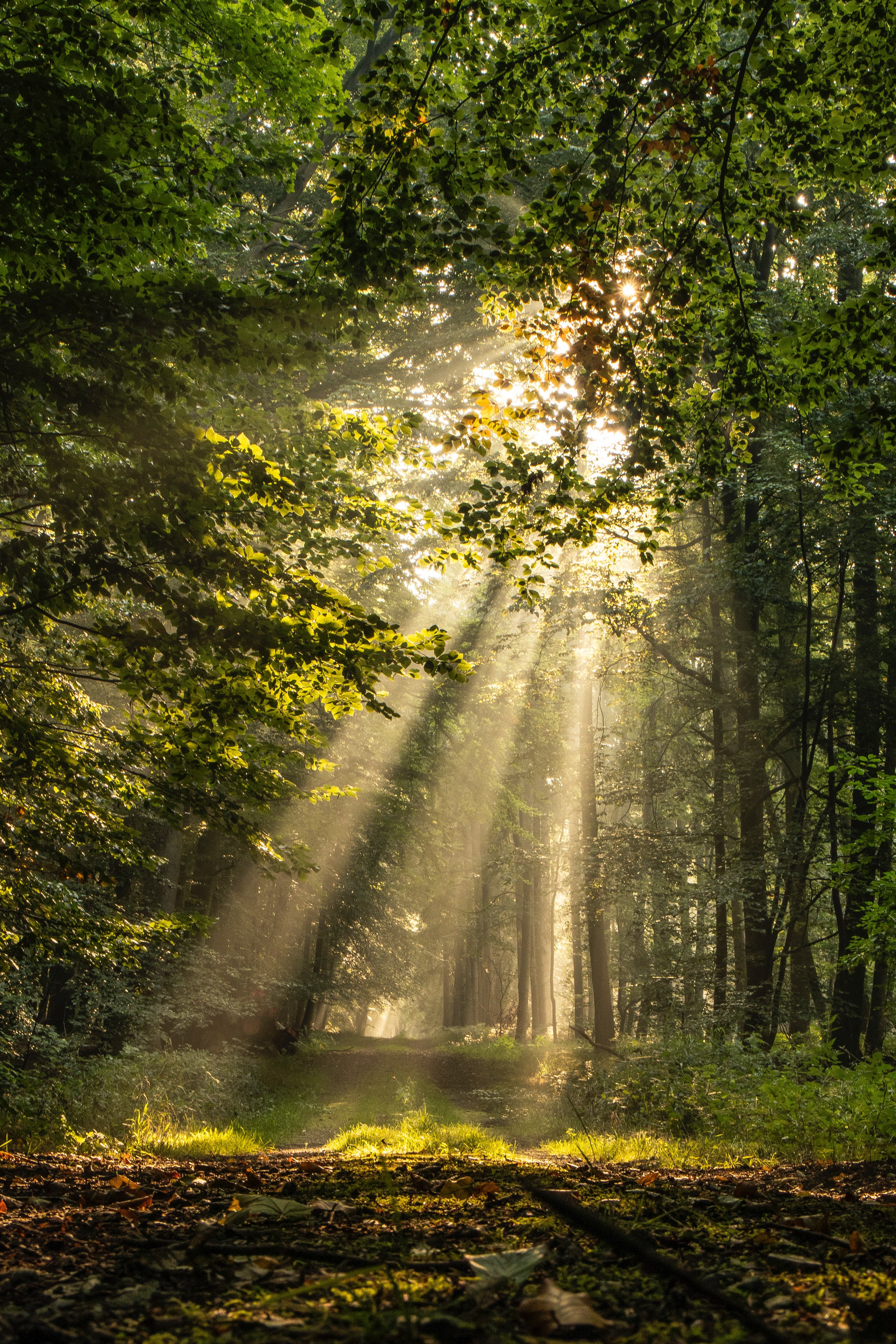 nature, trees, grass, rays, beams, forest, path Smartphone Background