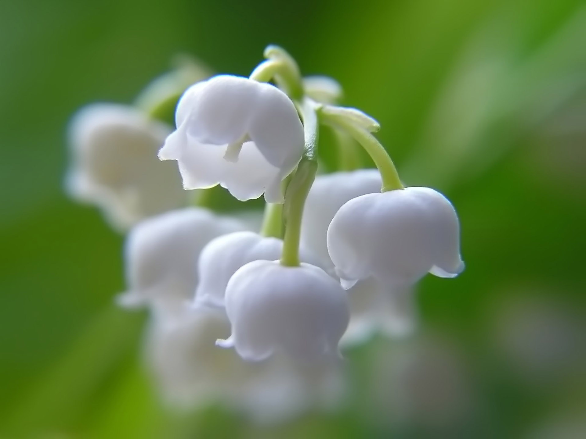 12487 download wallpaper plants, flowers, lily of the valley screensavers and pictures for free