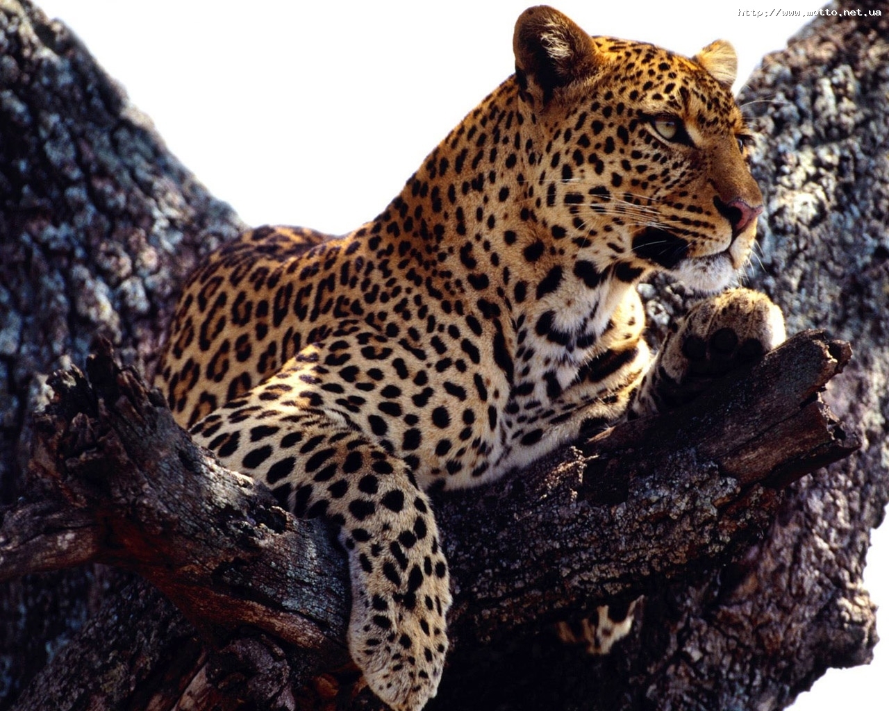 6528 Hintergrundbild herunterladen tiere, leopards - Bildschirmschoner und Bilder kostenlos