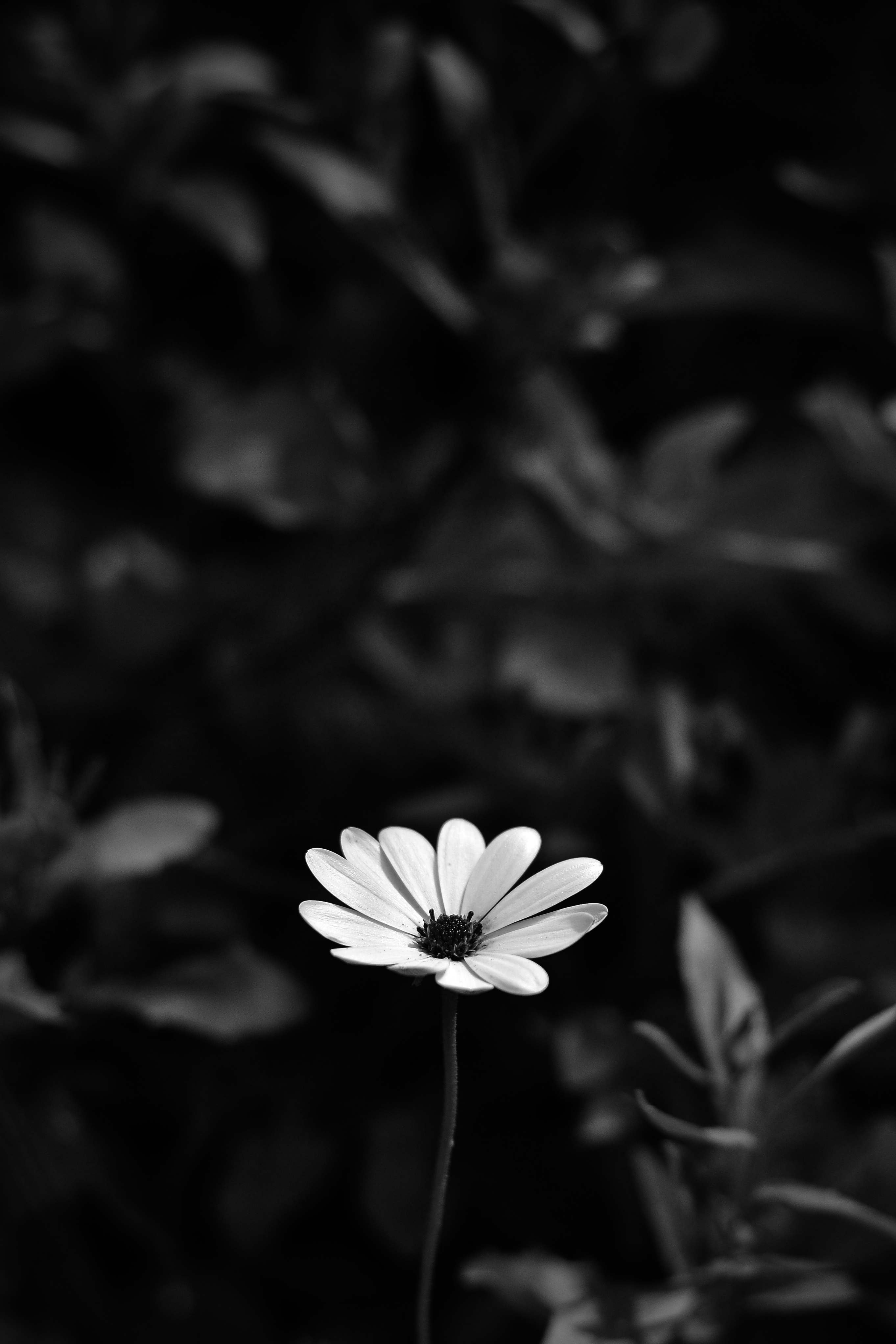 Download mobile wallpaper Smooth, Chb, Osteospermum, Flower, Bw, Flowers, Blur for free.