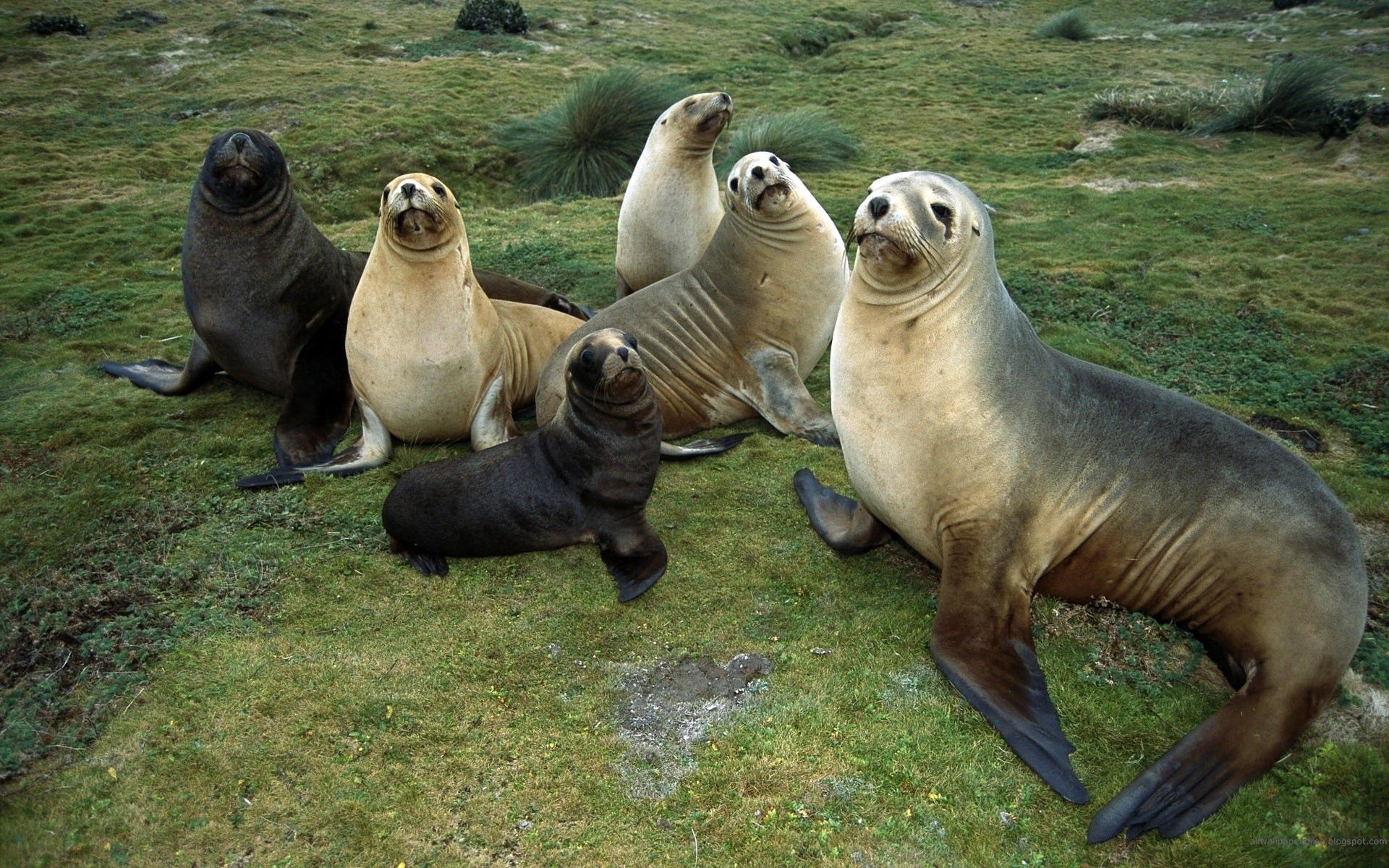 HD photos seals, care, animals, relaxation