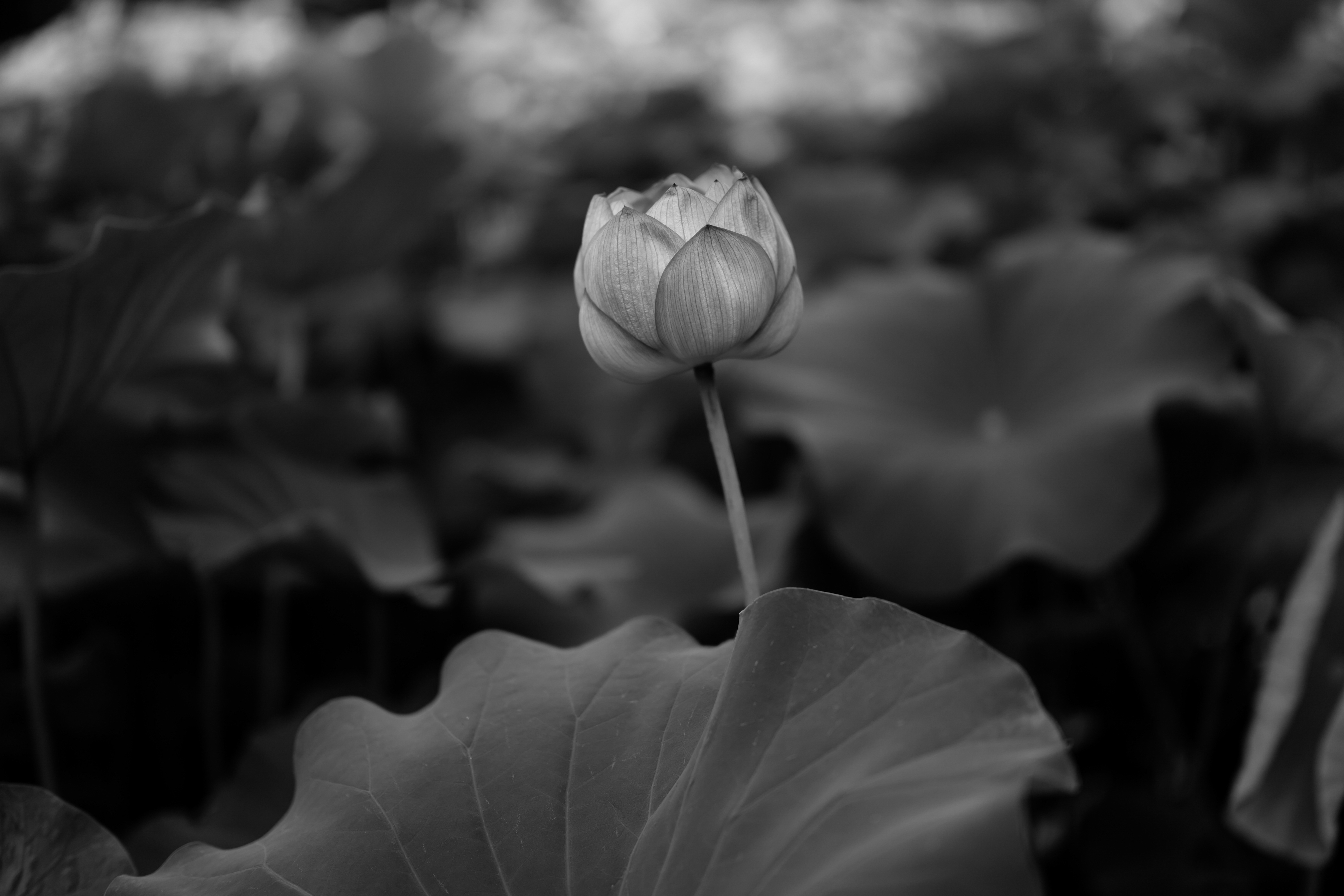 wallpapers bw, flowers, leaves, bud, chb, lily
