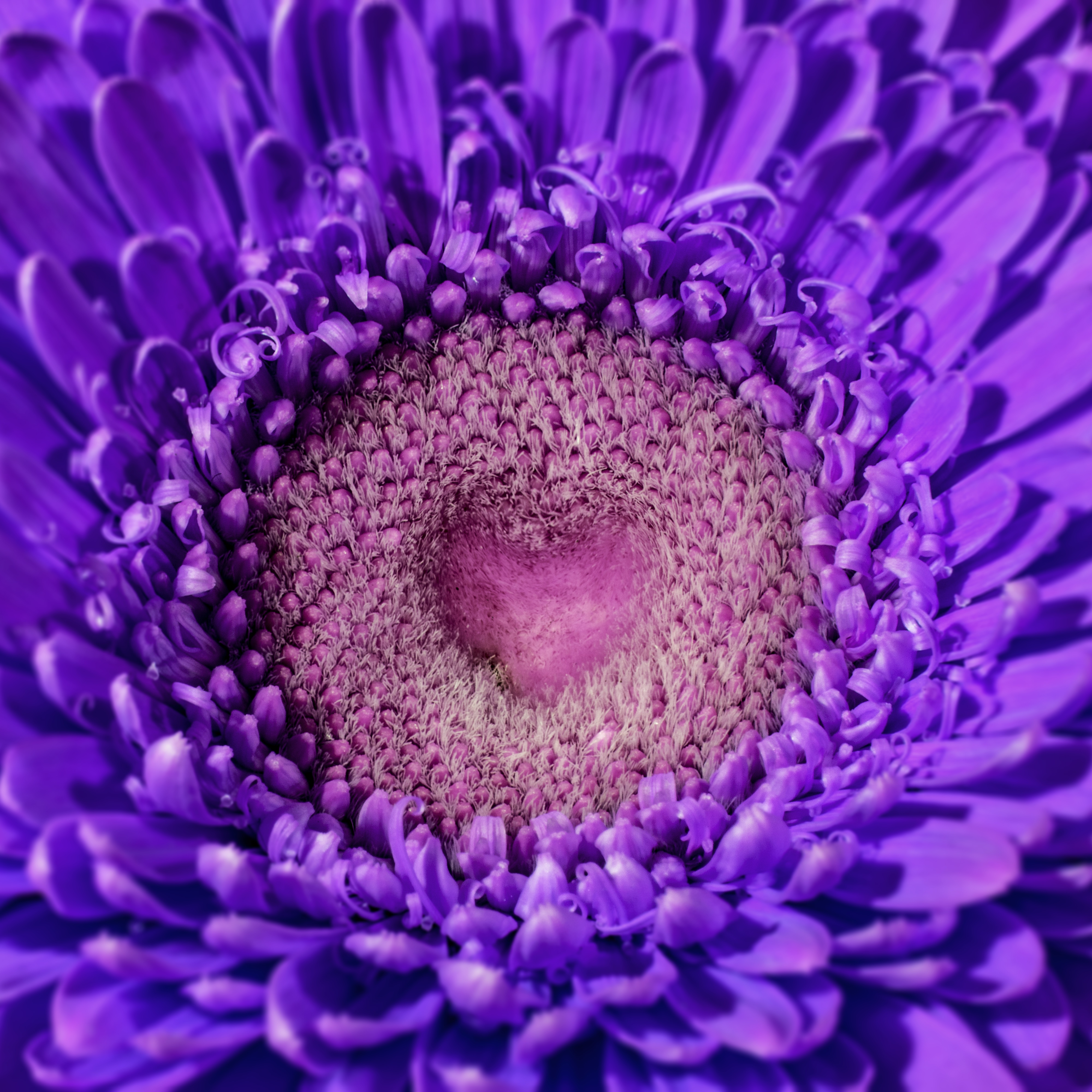 100243 download wallpaper violet, macro, petals, purple, heart, gerbera screensavers and pictures for free