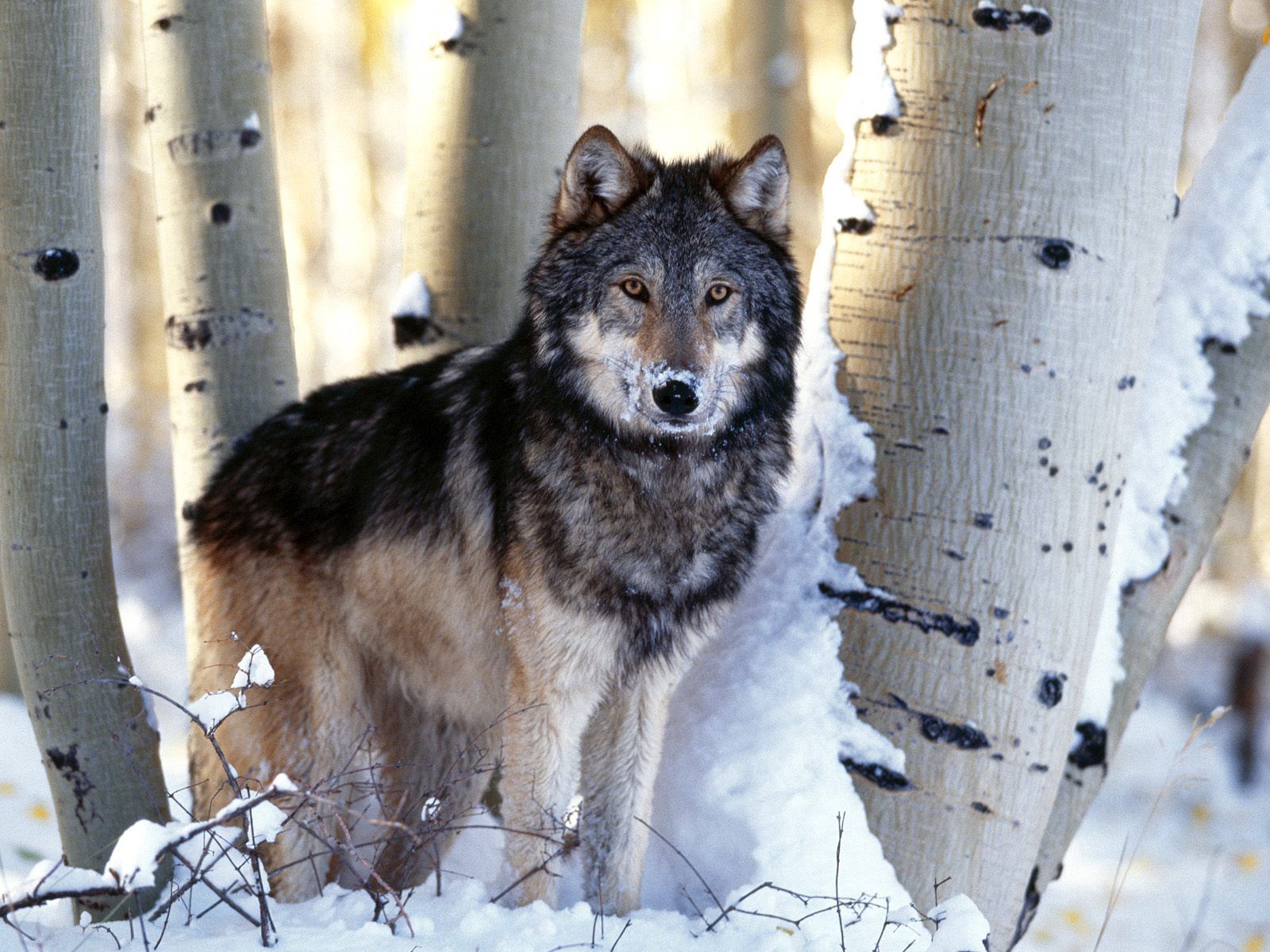 60768 download wallpaper wolf, animals, winter, trees, snow, predator screensavers and pictures for free