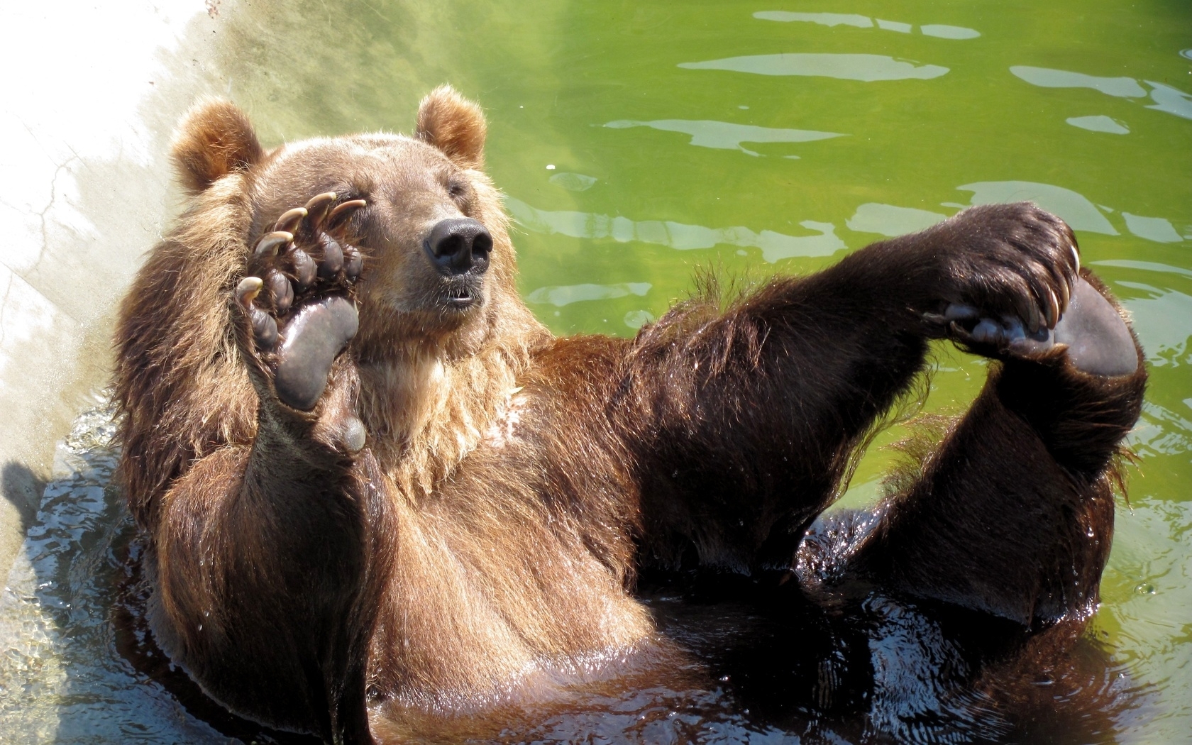 28254 Bild herunterladen tiere, bären - Hintergrundbilder und Bildschirmschoner kostenlos
