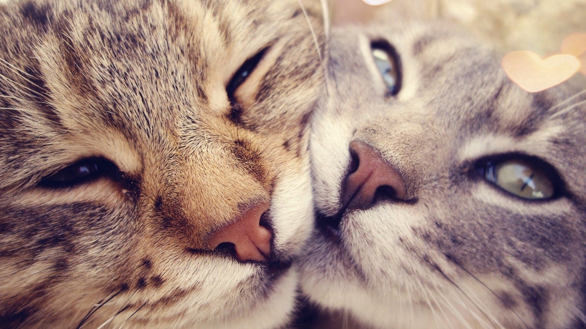 Laden Sie das Katzen, Tiere, Blendung, Paar, Schnauze-Bild kostenlos auf Ihren PC-Desktop herunter