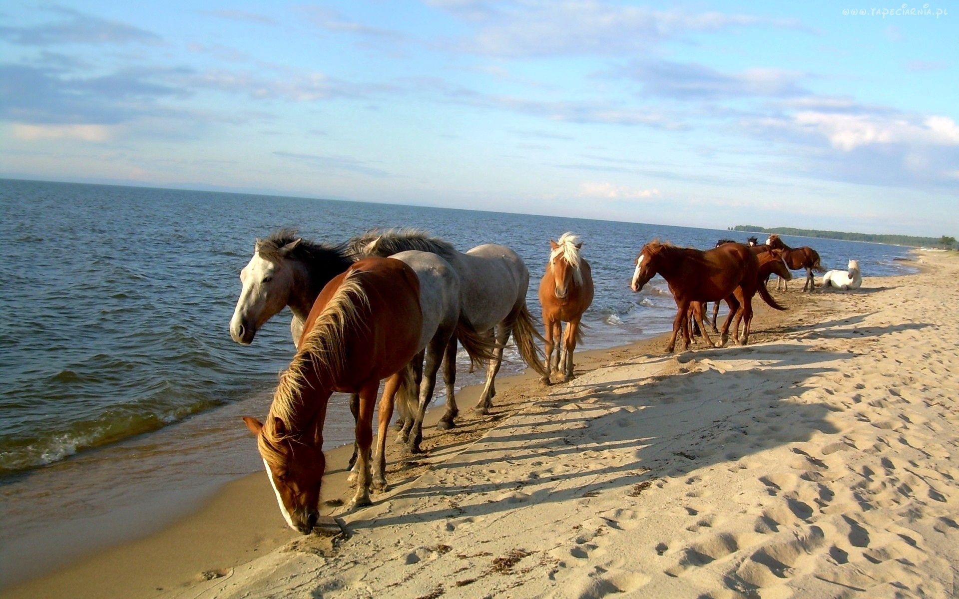 115272 descargar fondo de pantalla animales, caballos, mar, arena, orilla, banco, rebaño, manada: protectores de pantalla e imágenes gratis