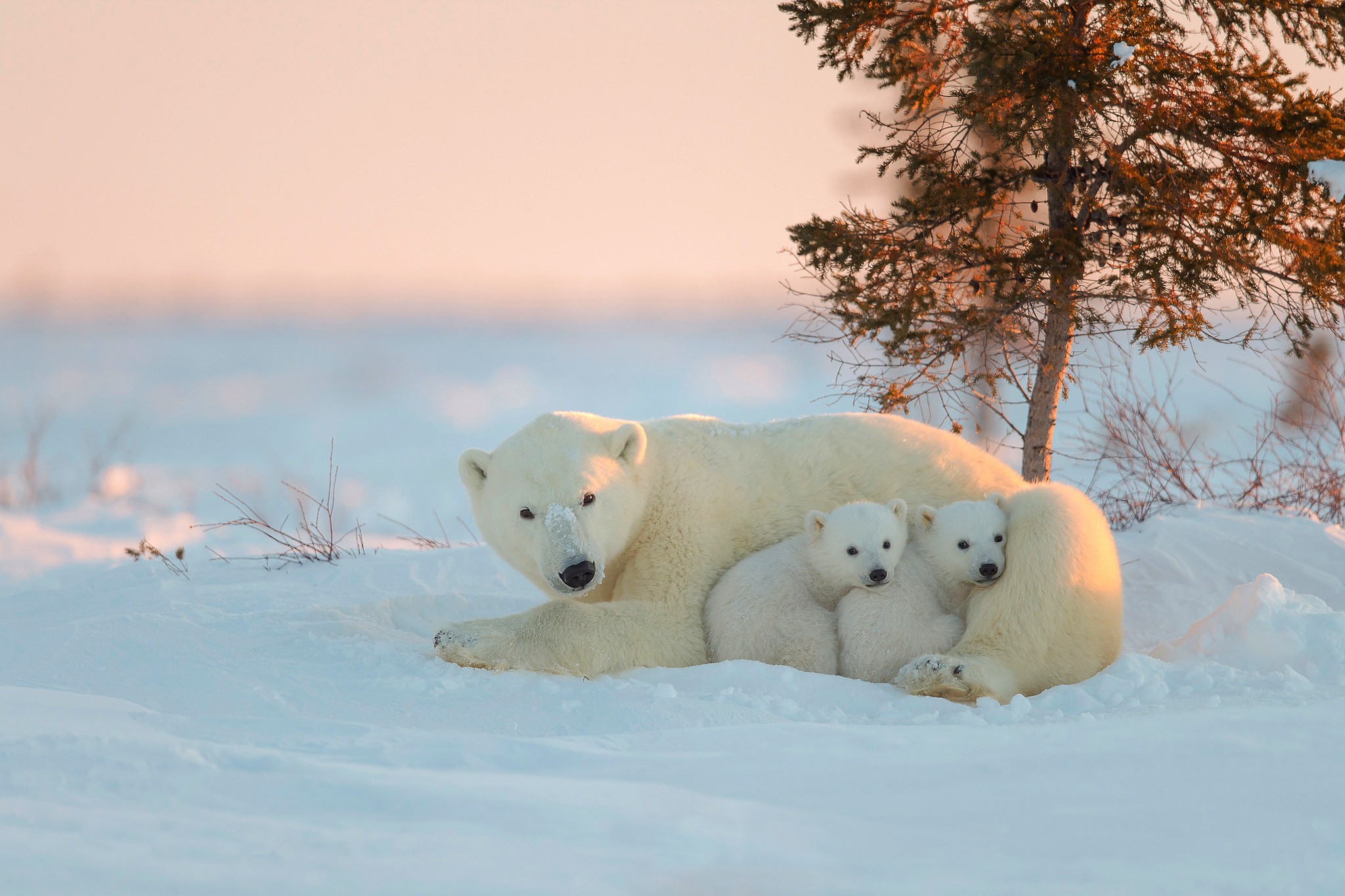 Polar Bear  Free Stock Photos