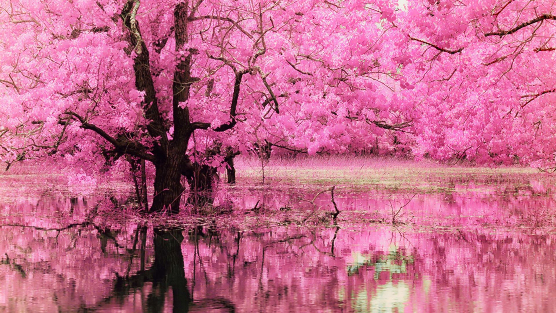 手機的377365屏保和壁紙粉红色的花。 免費下載  圖片