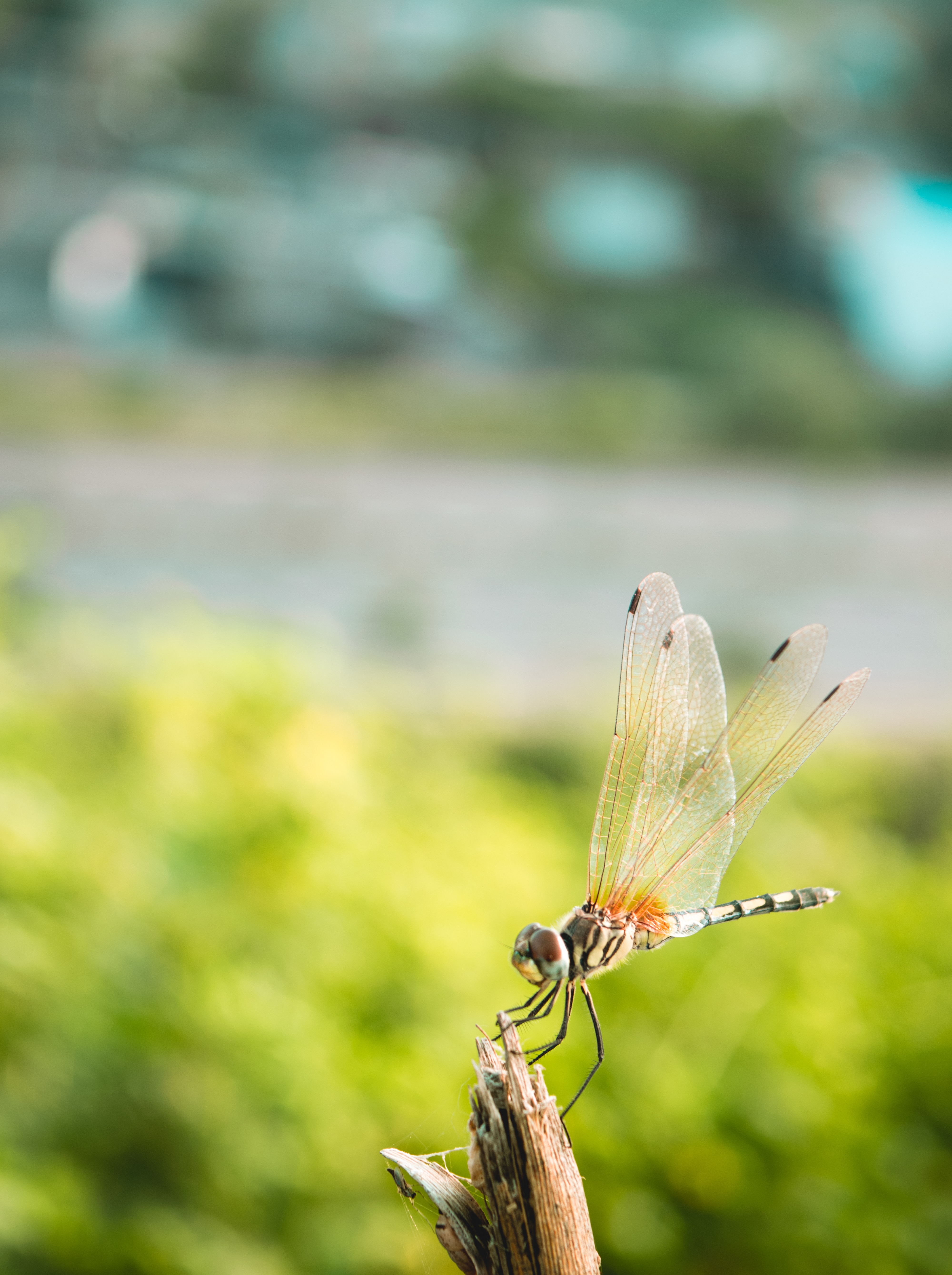 72927 free wallpaper 240x320 for phone, download images close-up, macro, insect, dragonfly 240x320 for mobile
