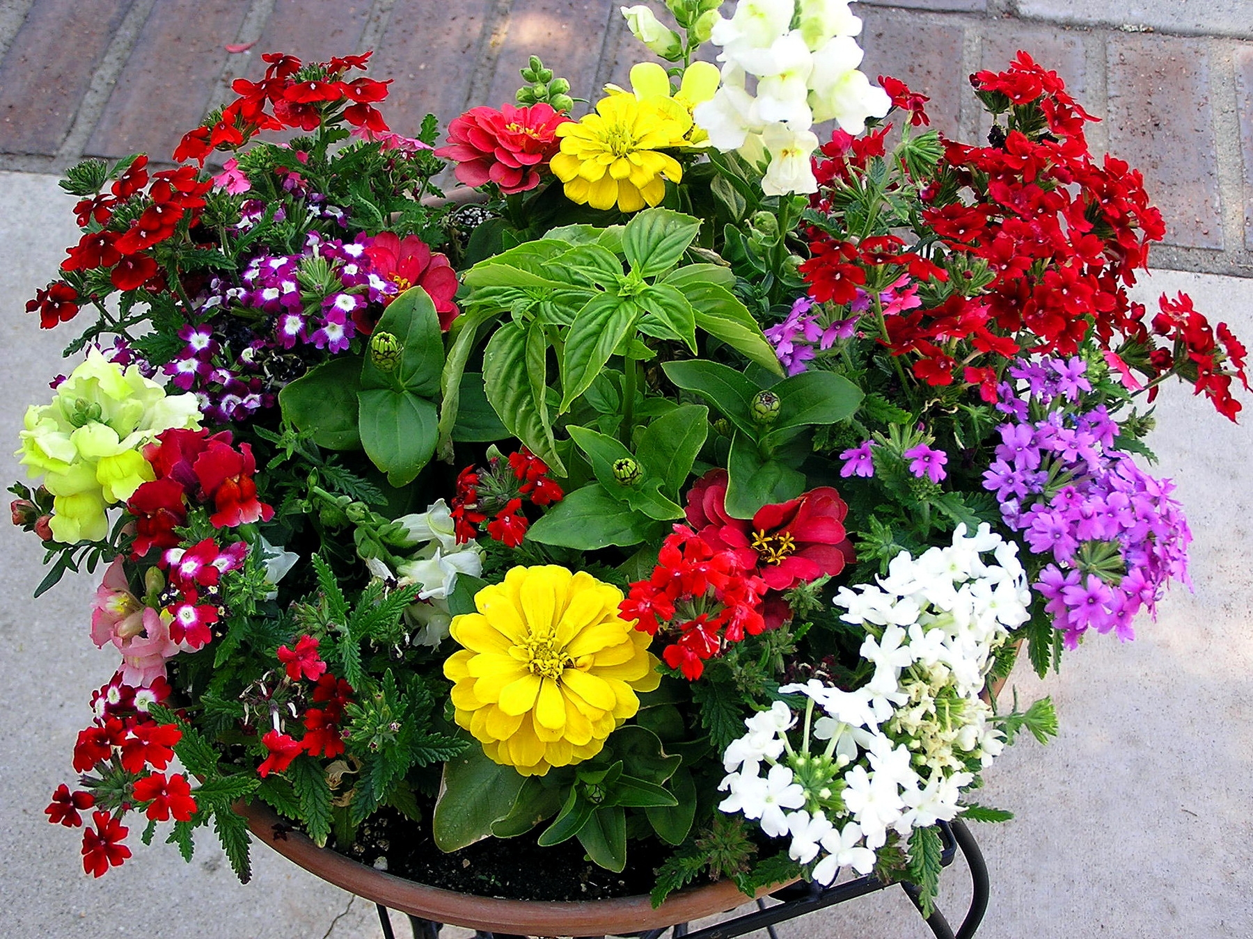 flowers, greens, composition, pots, plant pot QHD