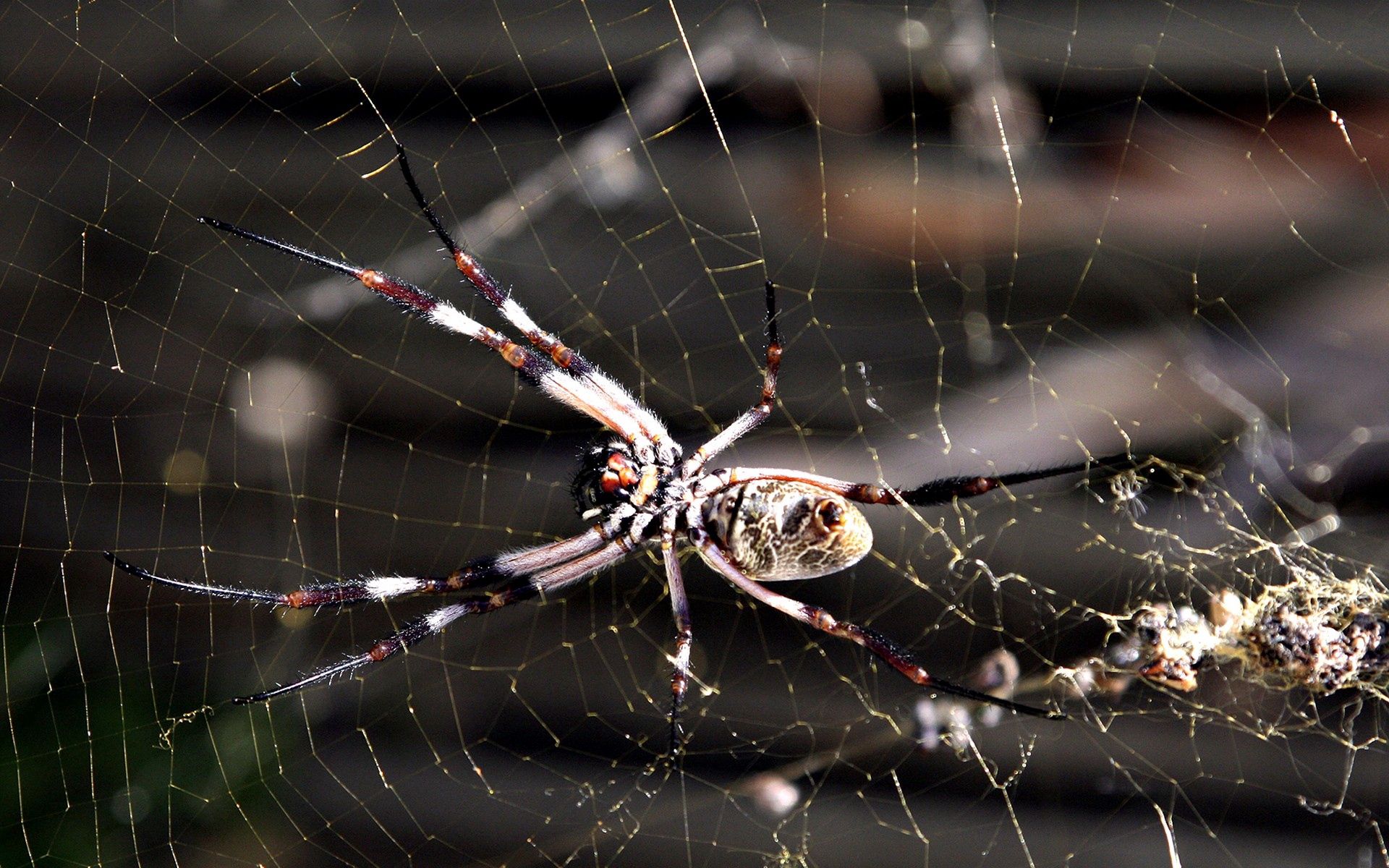 77674 скачать обои паутина, макро, насекомое, паук - заставки и картинки бесплатно