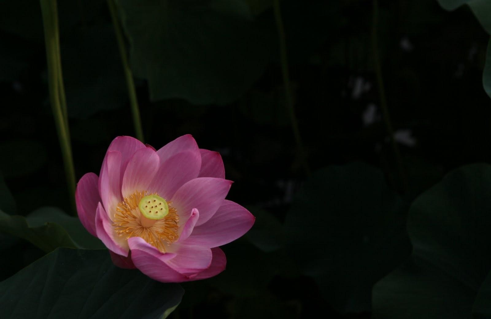 54109 Bildschirmschoner und Hintergrundbilder Lotus auf Ihrem Telefon. Laden Sie blumen, wasser, blätter, übernachtung, lotus Bilder kostenlos herunter