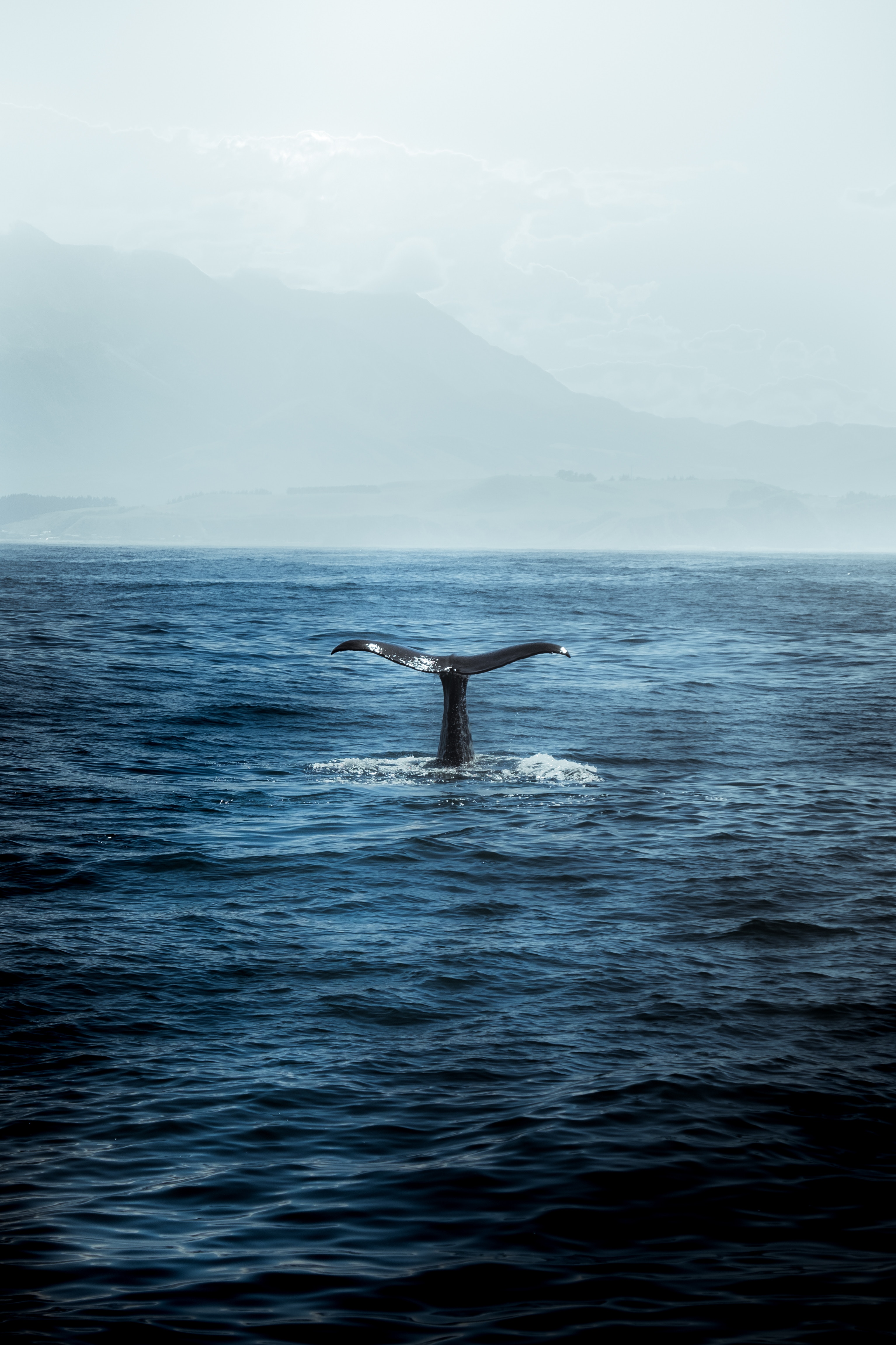 86735 Bildschirmschoner und Hintergrundbilder Wal auf Ihrem Telefon. Laden Sie natur, waves, ozean, raubtier, predator, schwanz, wal Bilder kostenlos herunter