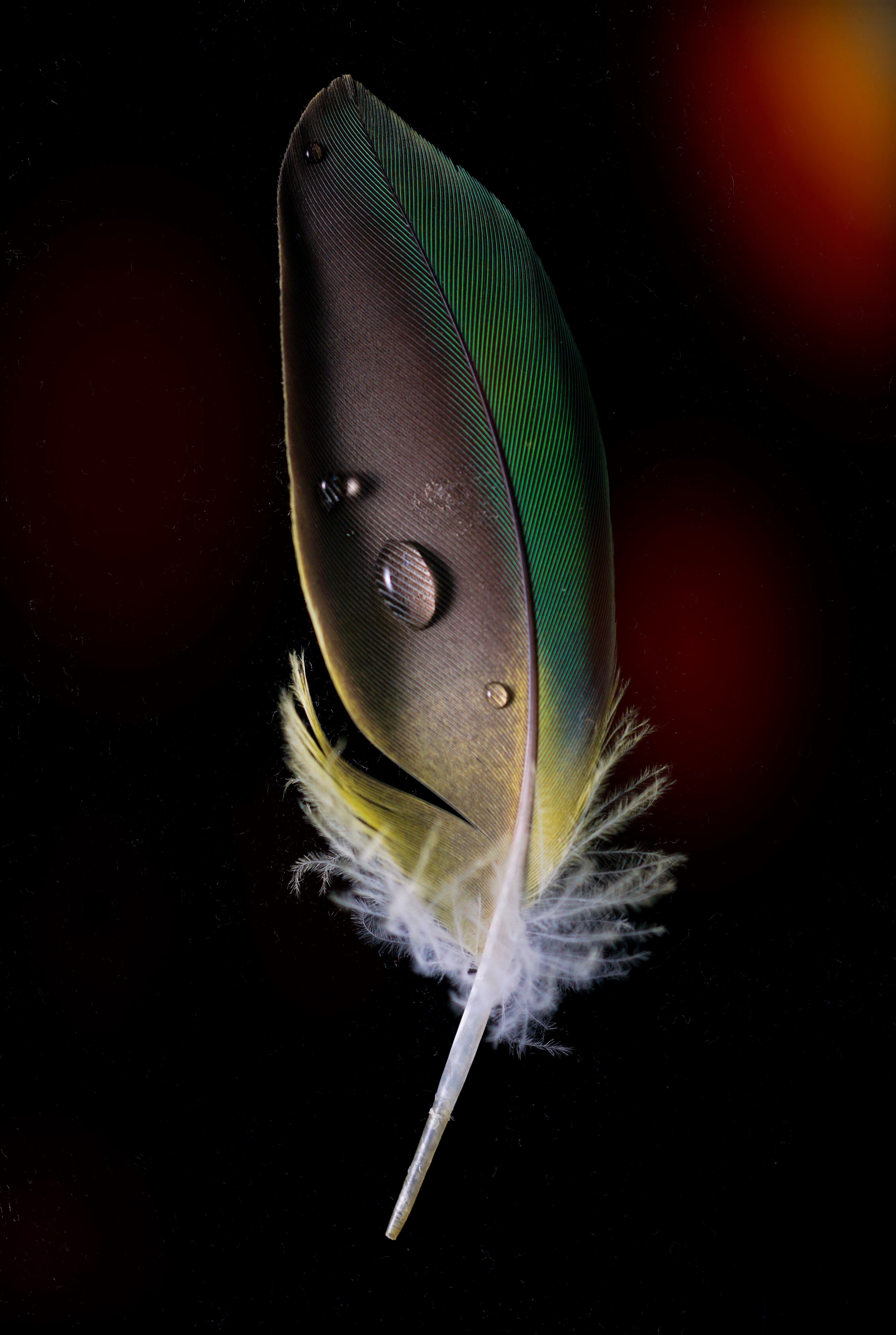 feather, drops, macro, pen HD wallpaper