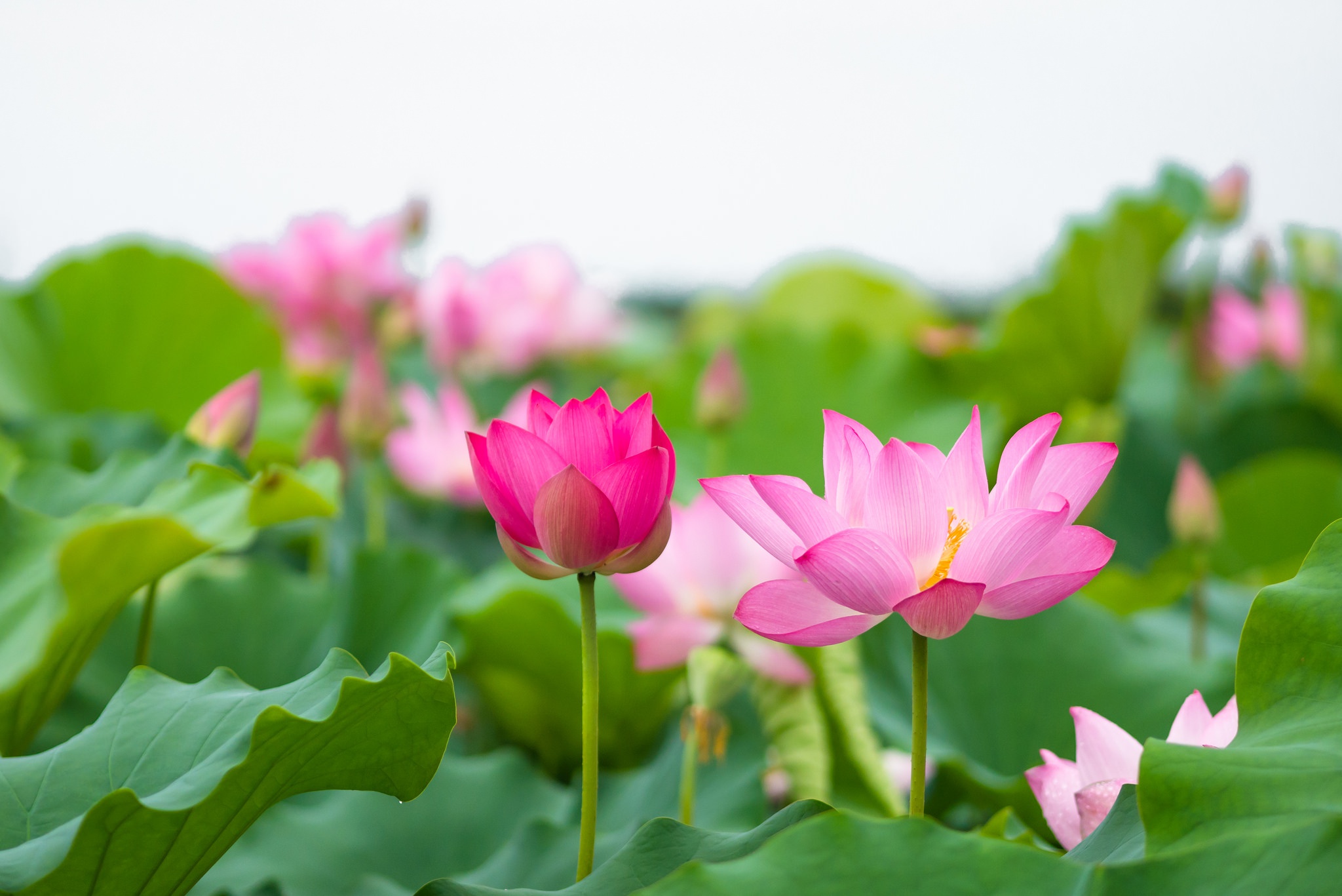 Với nhiều hoa sen trên mặt nước, xứ sở Việt Nam đã trở thành một địa điểm du lịch nổi tiếng với những bức ảnh nghệ thuật. Để hiểu thêm về giá trị tâm linh của hoa sen, bạn nên khám phá những câu chuyện huyền bí về hoa sen trong văn hóa Việt Nam. Hãy để những bông hoa sen thổi những gió mới vào ngày của bạn.