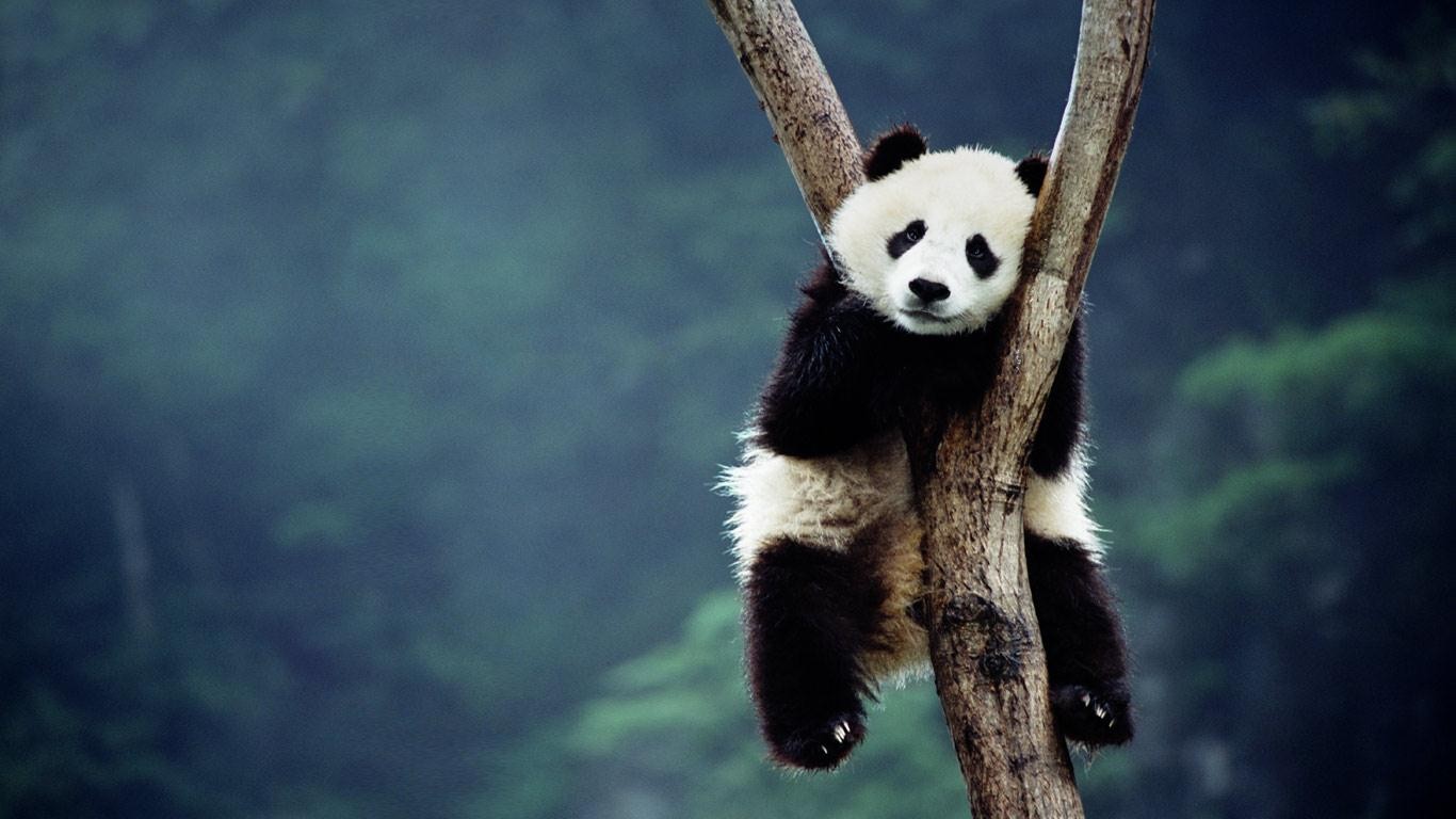 panda, animal UHD
