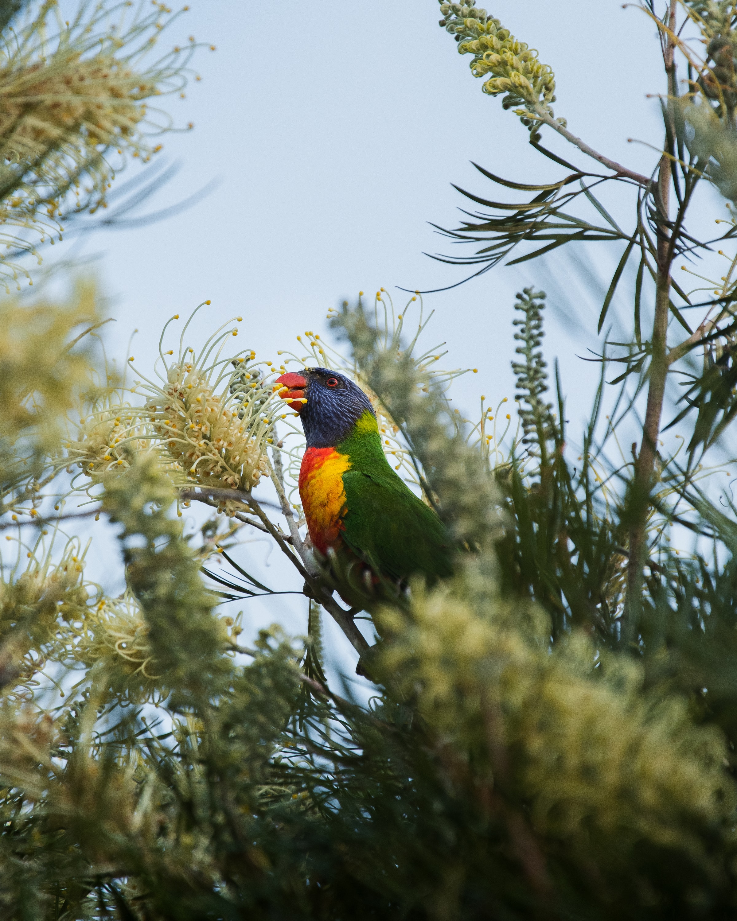 bird, animals, parrots, bright, multicolored, motley, branches Free Stock Photo