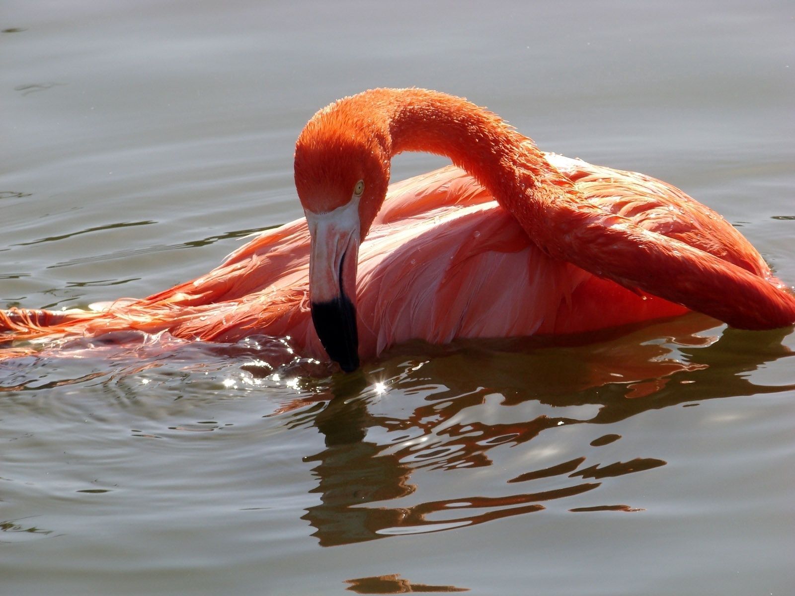 91907 Hintergrundbilder und Flamingo Bilder auf dem Desktop. Laden Sie baden, vogel, tiere, wasser Bildschirmschoner kostenlos auf den PC herunter