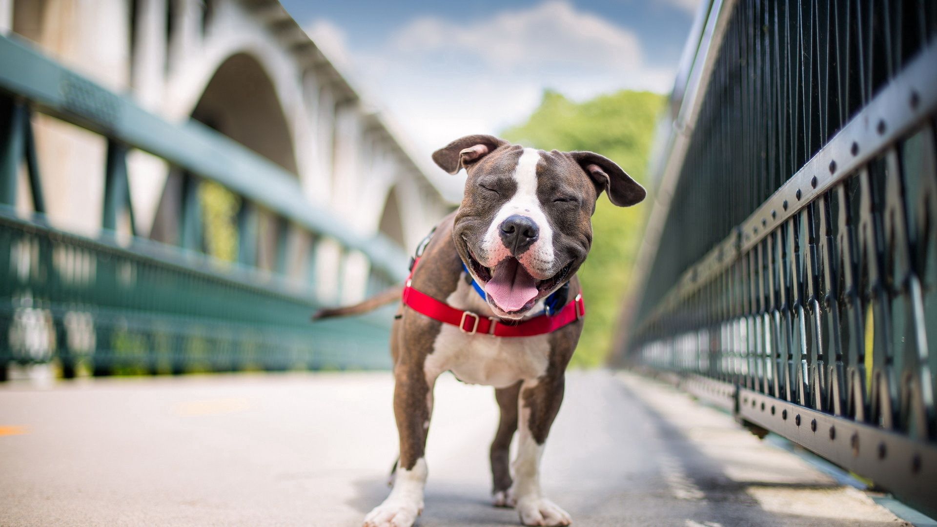 70884 descargar fondo de pantalla perro, animales, sonrisa, sonreír, american staffordshire terrier: protectores de pantalla e imágenes gratis