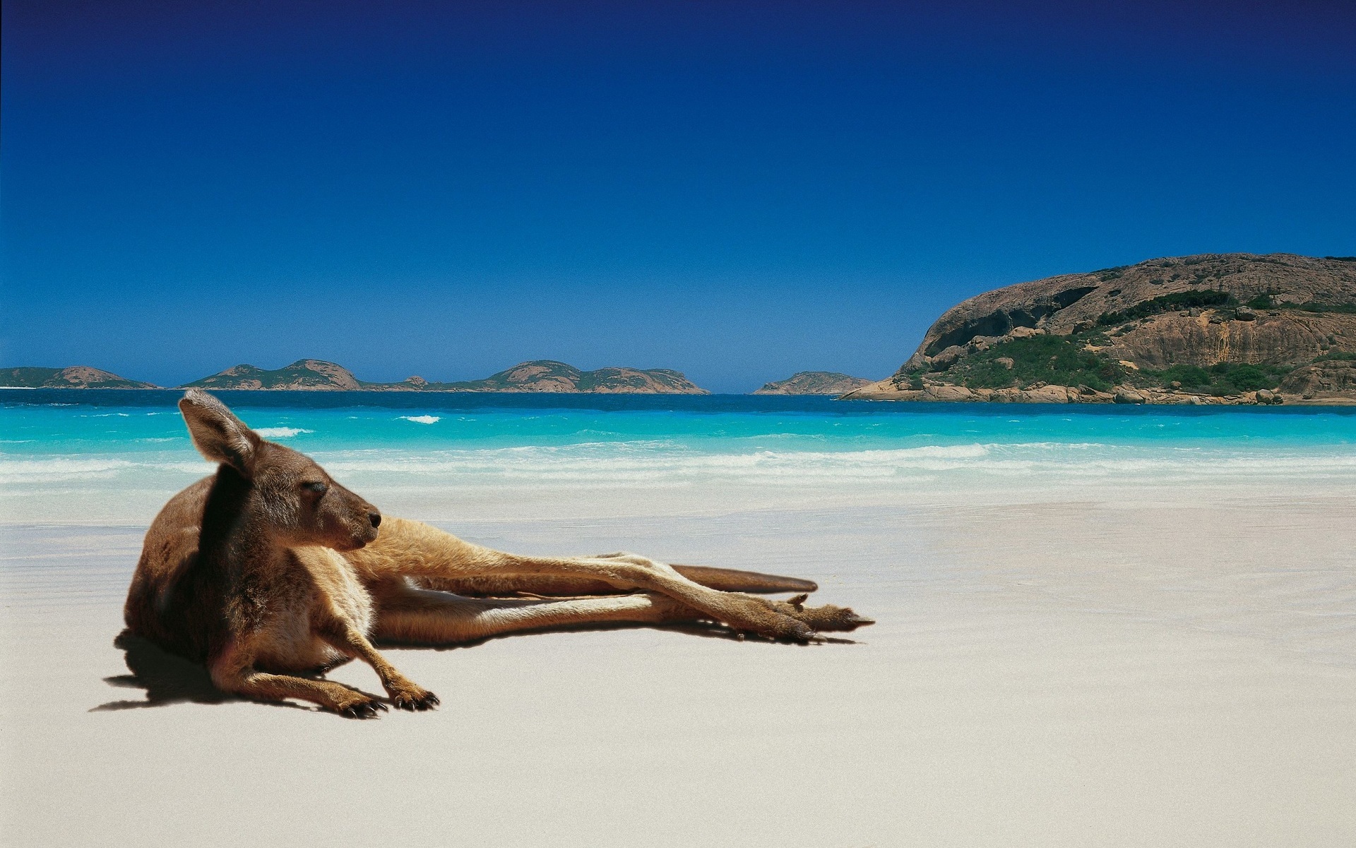 28187 Bild herunterladen tiere, kangaroo - Hintergrundbilder und Bildschirmschoner kostenlos