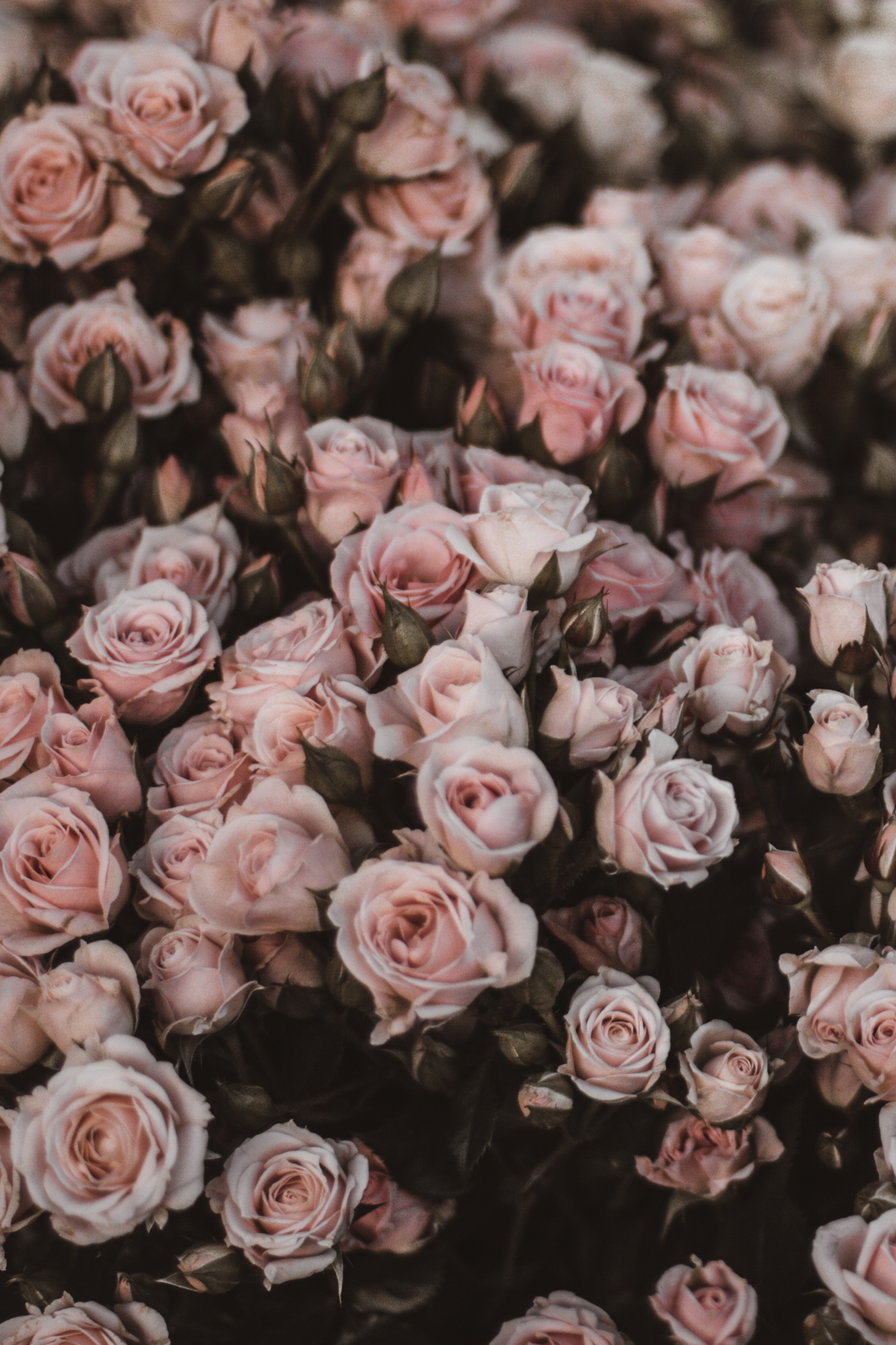 125137 завантажити шпалери рози, квіти, букет, романтика, світло рожевий, світло-рожевий - заставки і картинки безкоштовно