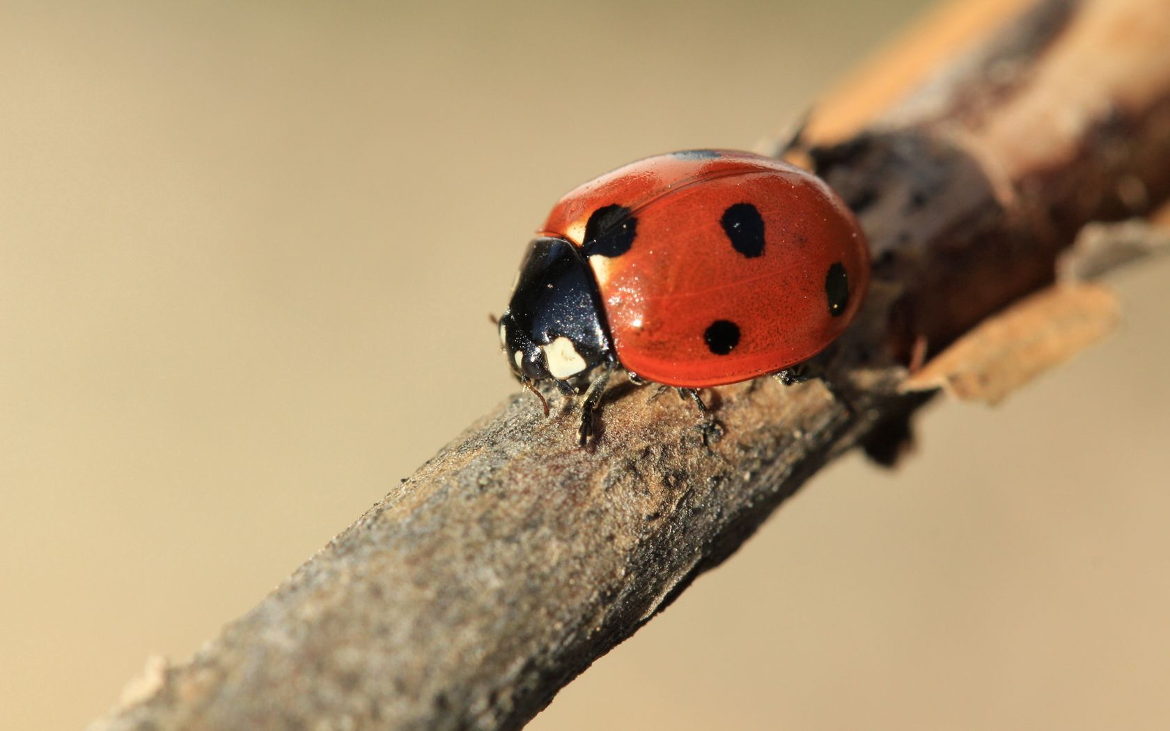 ladybird, branch, macro, insect download for free