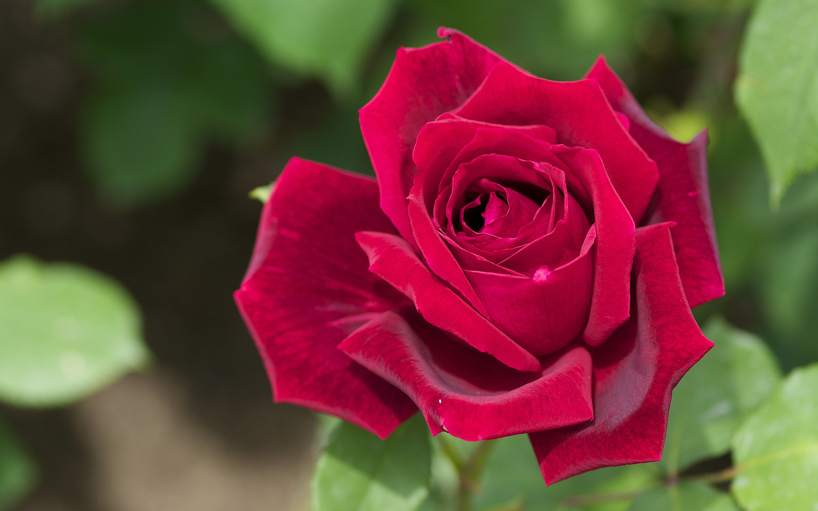 46778 download wallpaper roses, plants, flowers, red screensavers and pictures for free