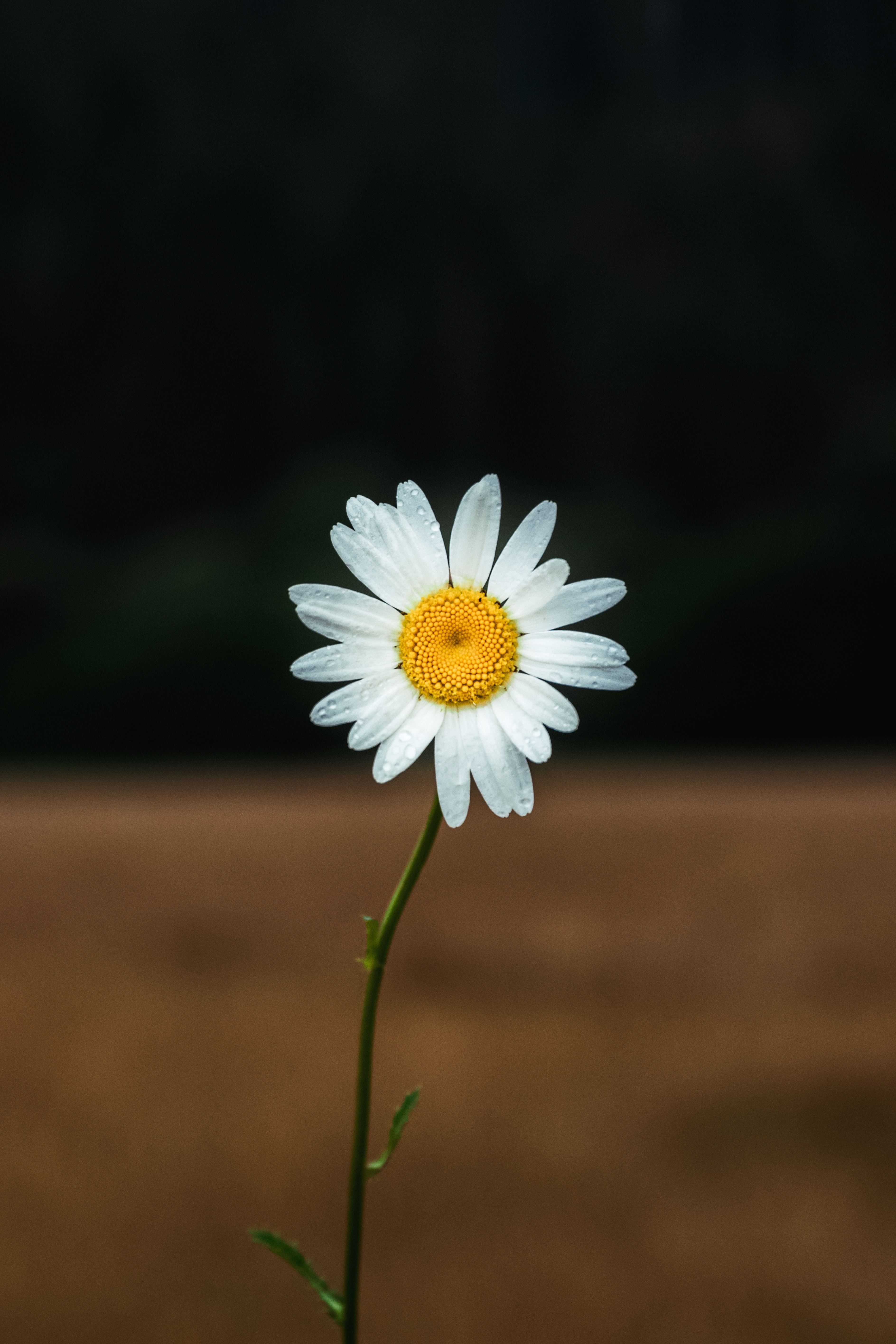 flower, focus, flowers, camomile, petals, chamomile wallpaper for mobile