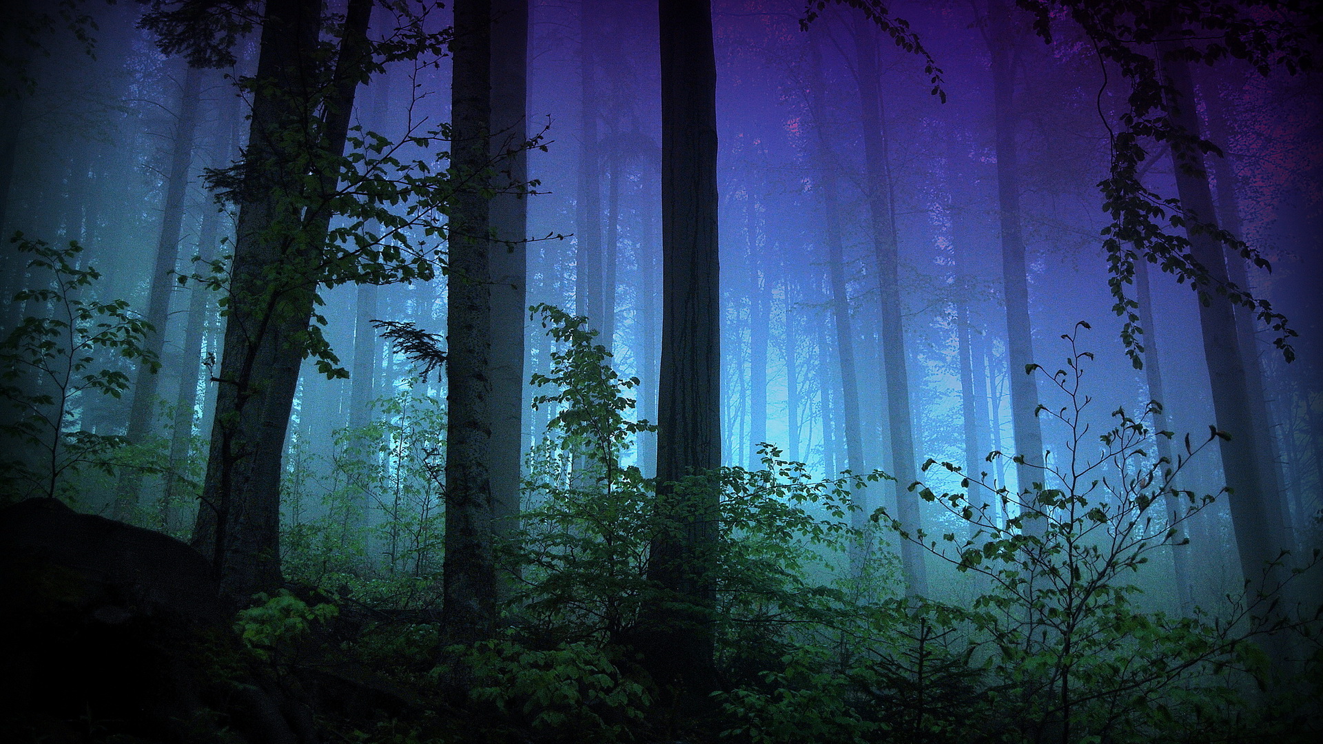 Ultrawide Wallpapers Fog earth, forest
