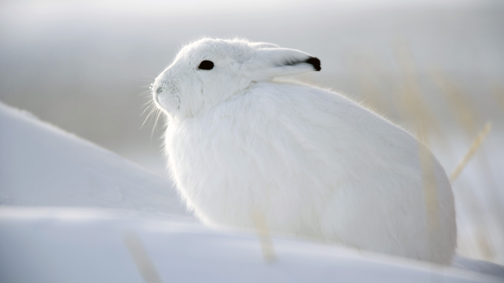Best Arctic Hare mobile Picture