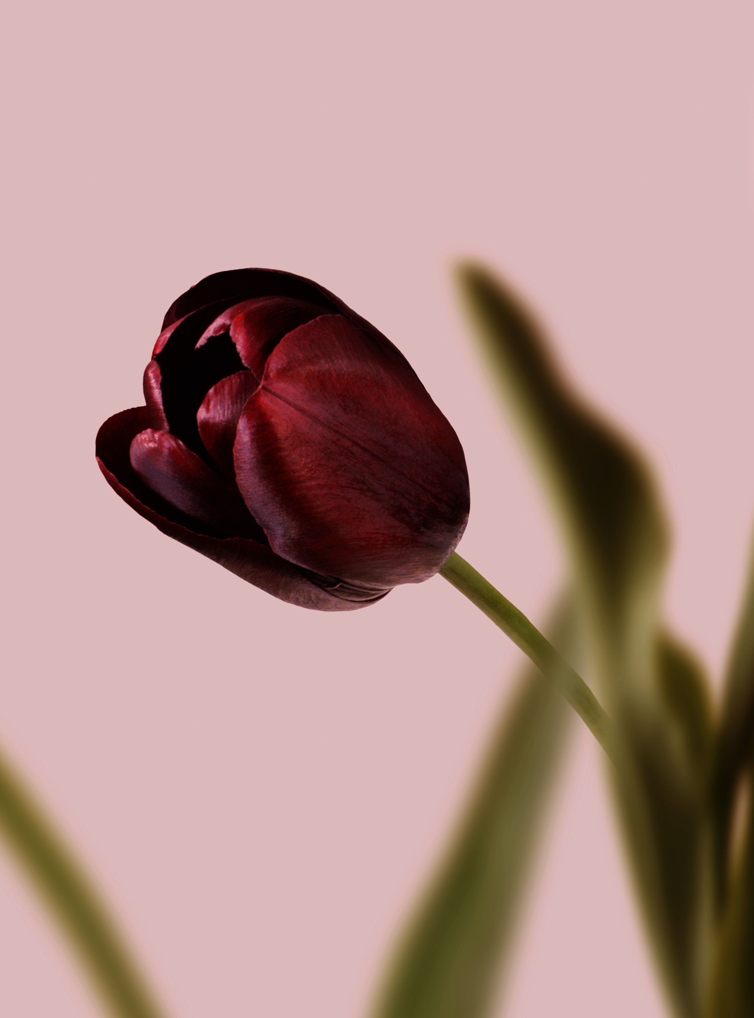 144706 Hintergrundbilder und Tulip Bilder auf dem Desktop. Laden Sie tulpe, blütenblätter, makro, blume Bildschirmschoner kostenlos auf den PC herunter